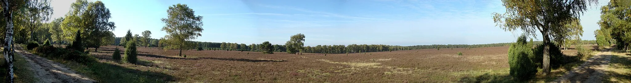 Photo showing: Heide mit Birkenweg zwischen Faßberg und Unterlüß, Landkreis Celle