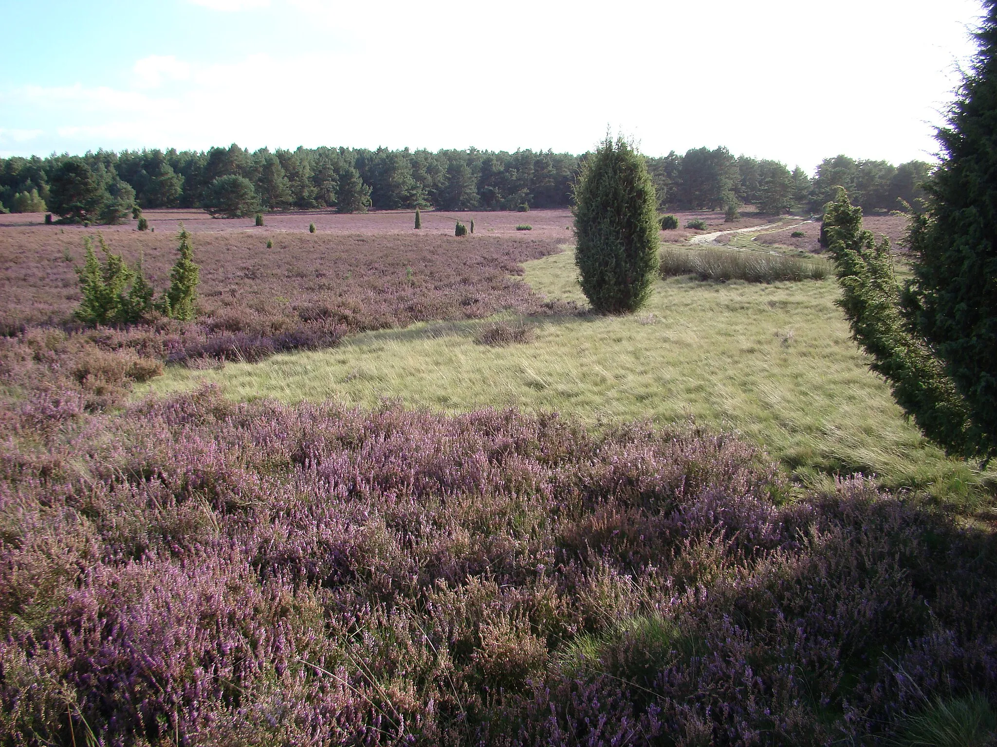 Photo showing: Heathland near the Haußelberg, Lüneburg Heath, Lower Saxony, Germany.