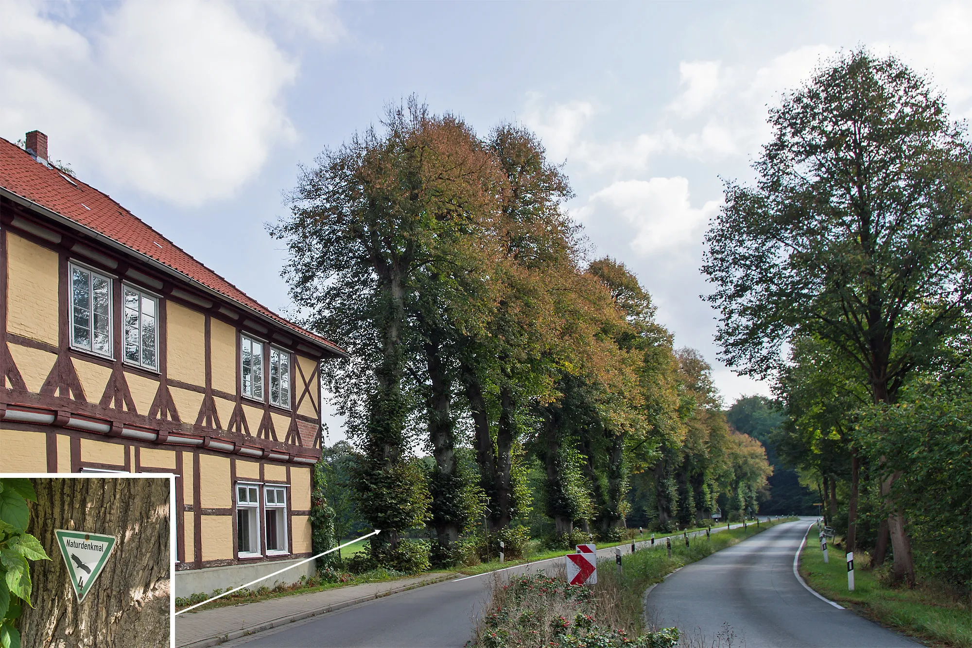 Photo showing: Natural monument "Göhrde Avenue" in the village Göhrde (district Lüchow-Dannenberg, north-eastern Lower Saxony, Germany).