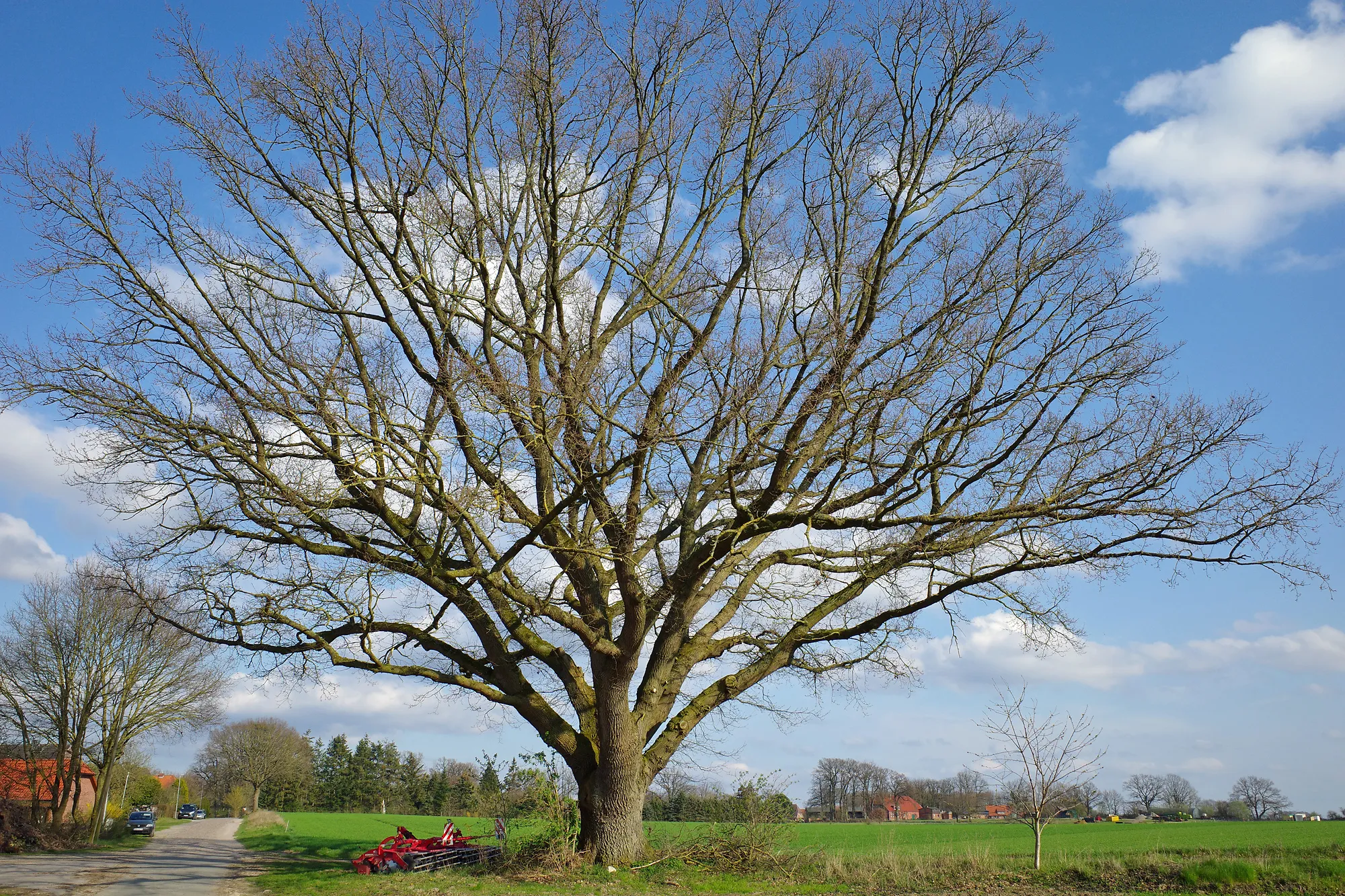 Photo showing: Natural monument "Oak", north-west of the village Gross Thondorf (district Uelzen, north-eastern Lower Saxony, Germany).