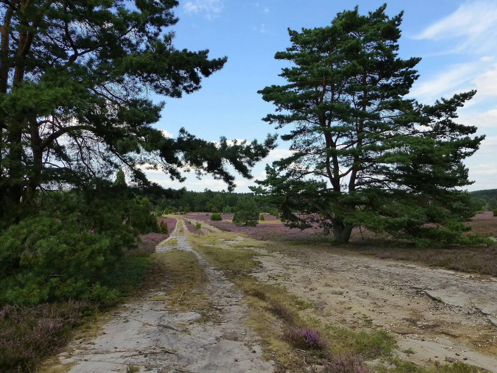 Photo showing: Heide bei Müden an der Örtze