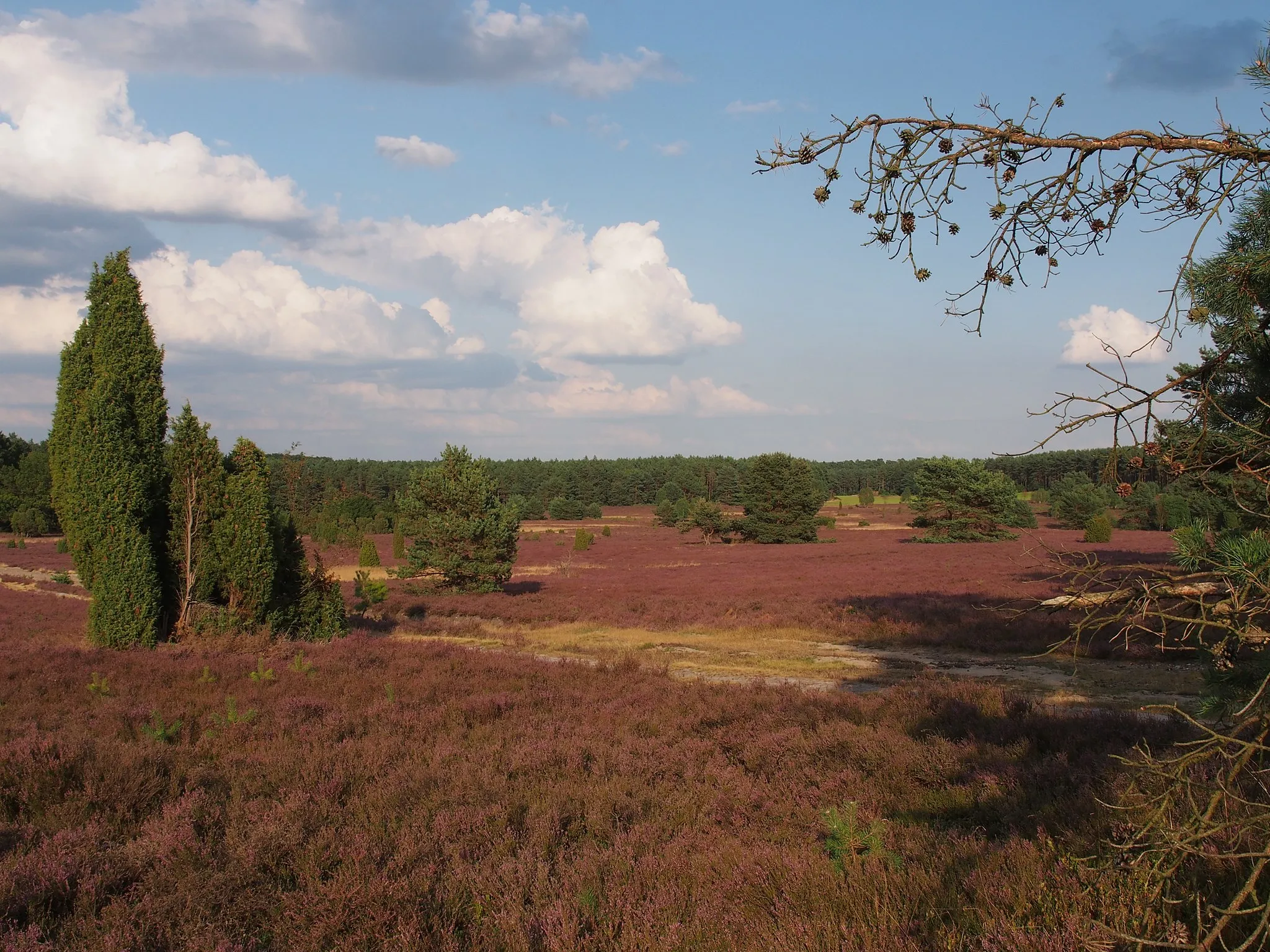 Photo showing: Heidefläche am Haußelberg, Naturpark Südheide, Niedersachsen, Germany