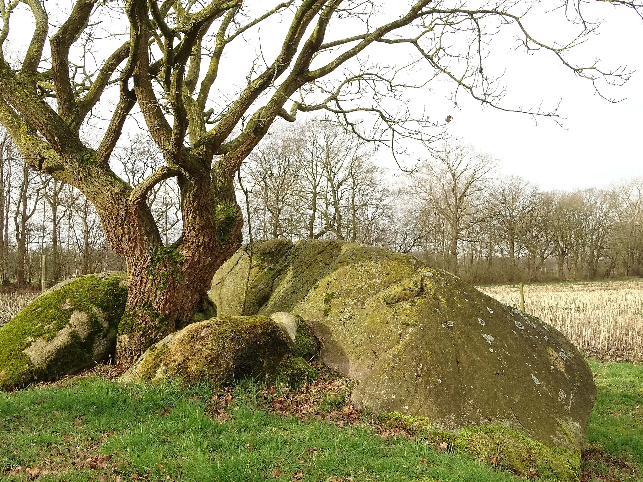 Photo showing: ND "Großer grauer Hengst" in Albstedt, Gemeinde Hagen im Bremischen