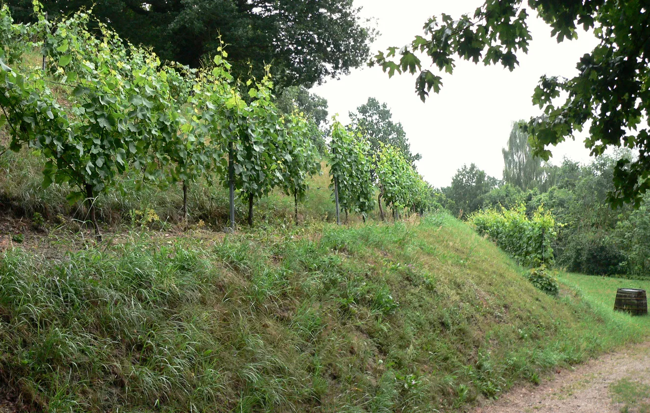 Photo showing: Weinberg oberhalb Hitzacker mit Weinreben