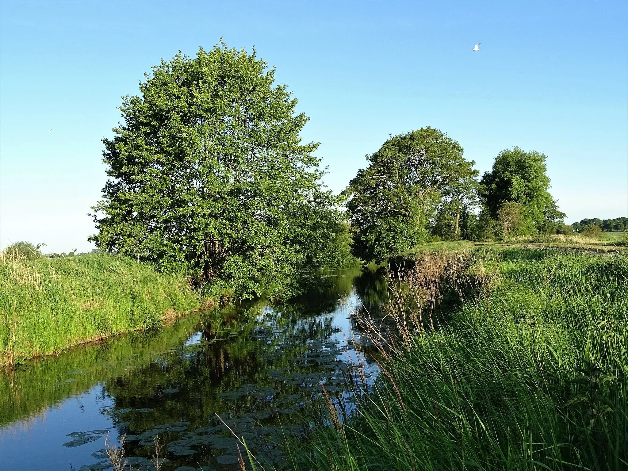 Photo showing: NSG Teichfledermausgewässer, Flutgraben Ufervegetation in Höhe Uthlede