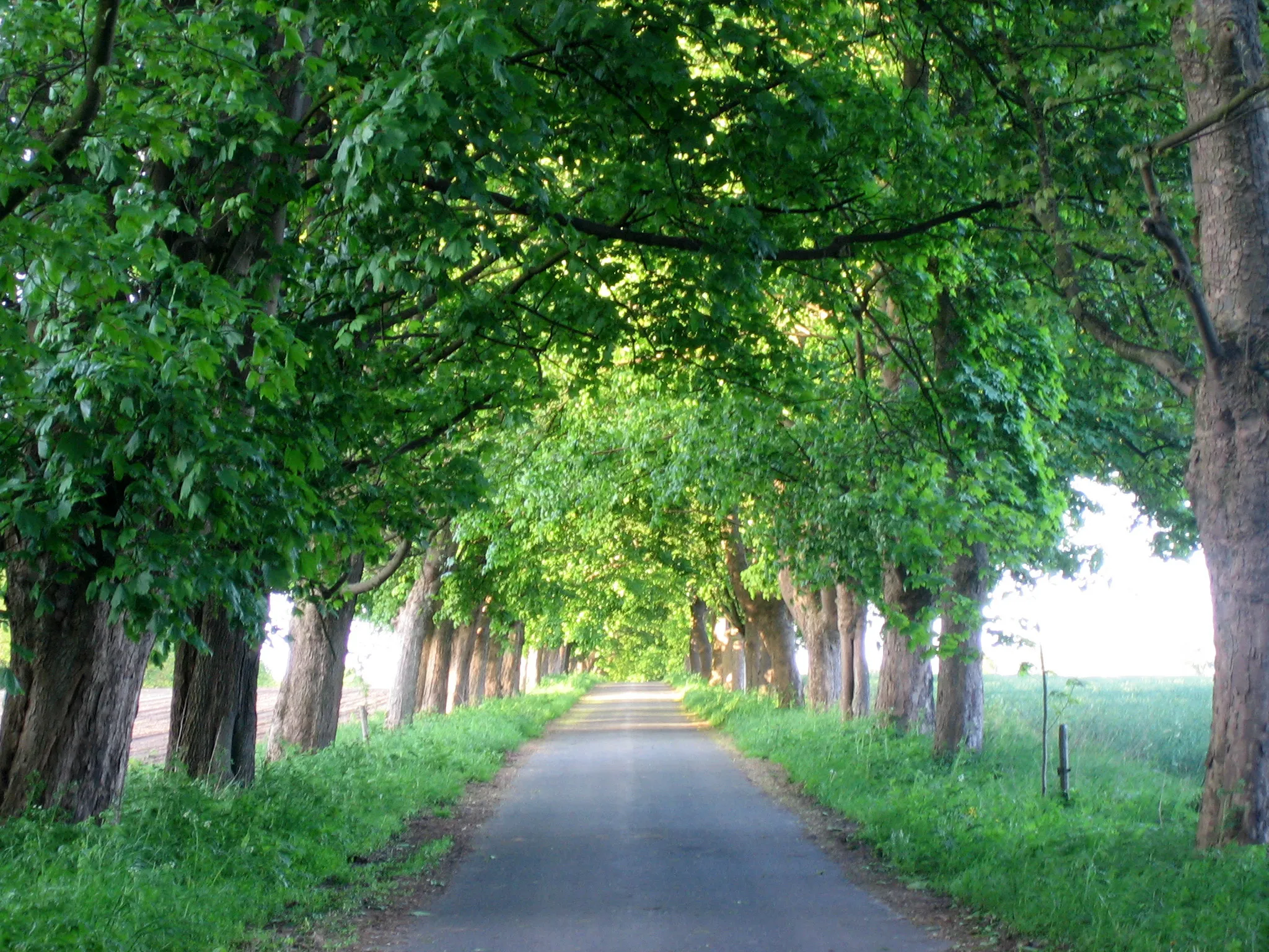 Photo showing: Ahorn-Allee Carl Ficke, Siedlung Weißenberg, Ortschaft Driftsethe in der Gemeinde Hagen im Bremischen, Landkreis Cuxhaven