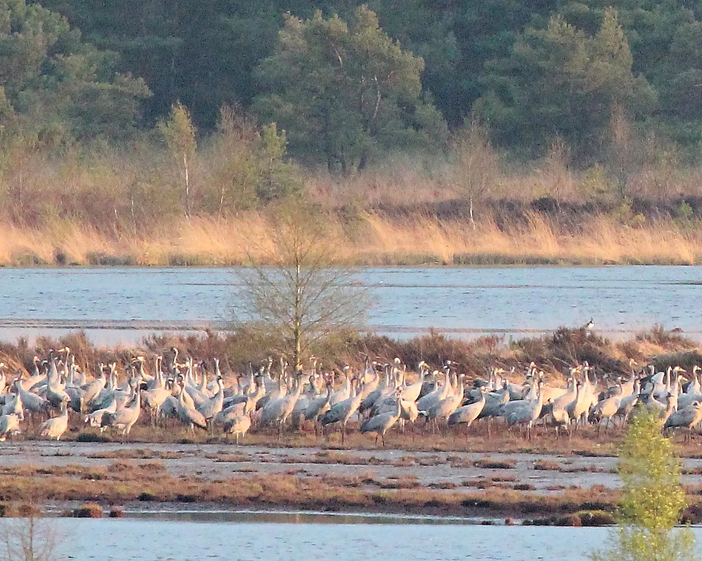 Photo showing: Im Frühjahr 2016 rasteten mehr als 2000 kraniche Mitte April im Moorsee. Das Foto zeigt einen kleinen Ausschnitt ihres Rastplatzes