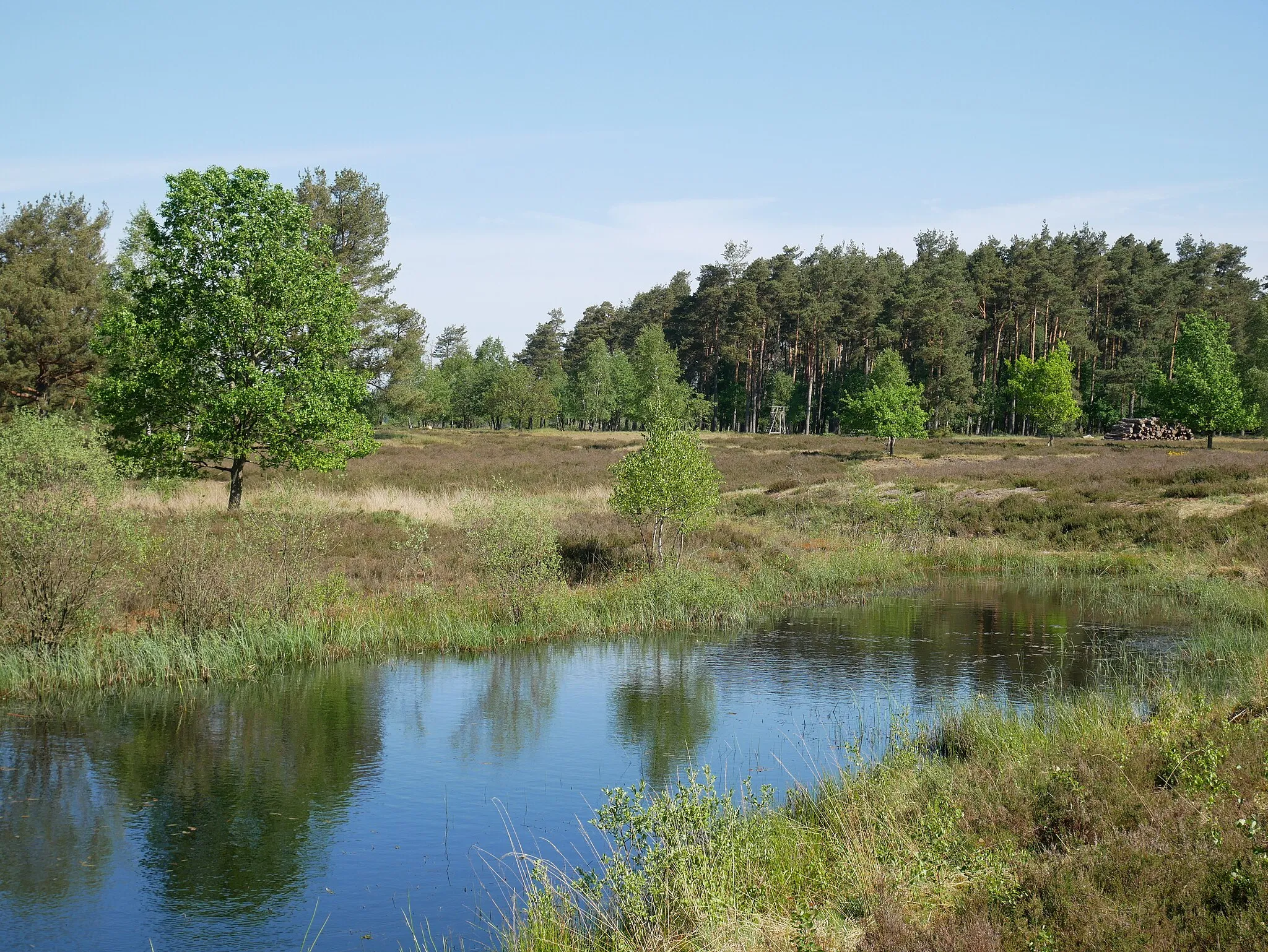 Photo showing: Gewässer an der Behringer Heide, Naturschutzgebiet Lüneburger Heide, Niedersachsen