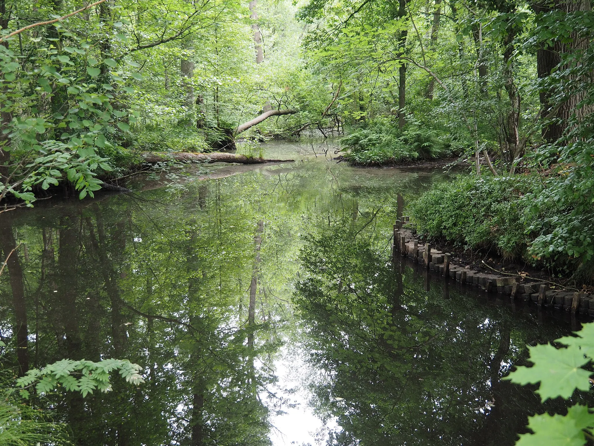 Photo showing: Grabengebiet im Bereich des Entenfangs in Boye, Stadt Celle, Niedersachsen