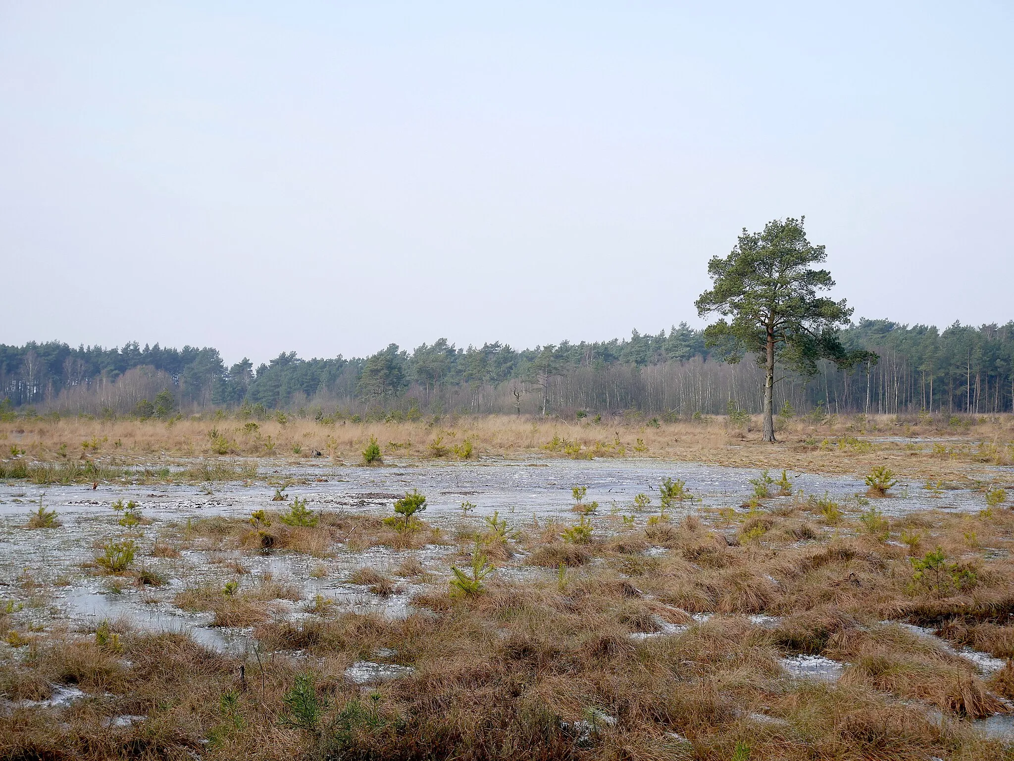 Photo showing: Schwarzes Moor, NSG Seemoor und Schwarzes Moor bei Zahrensen