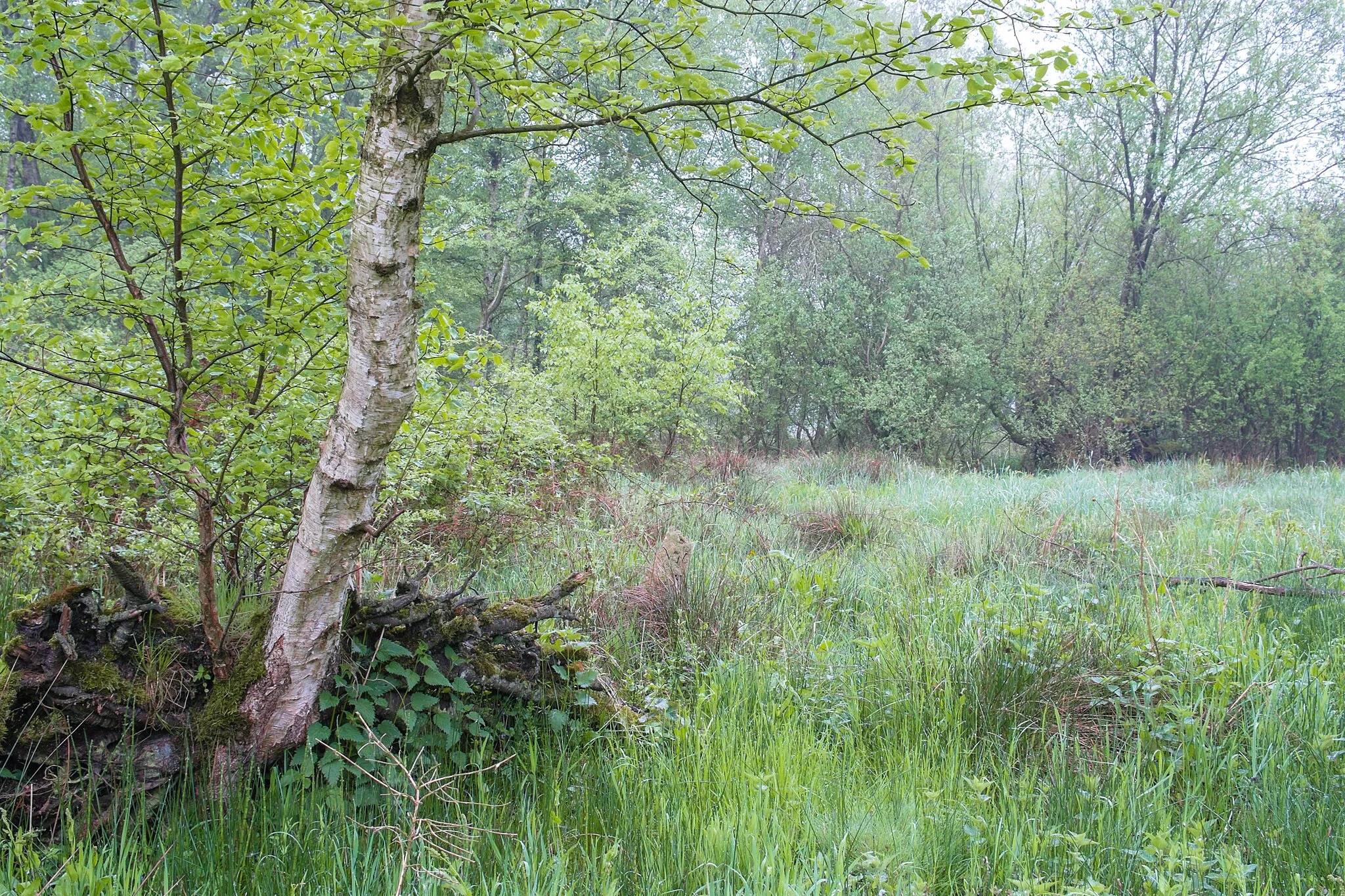 Photo showing: Nature reserve Ohlen Kuhlen southeast from Helmstorf, Seevetal, Niedersachen, Germany