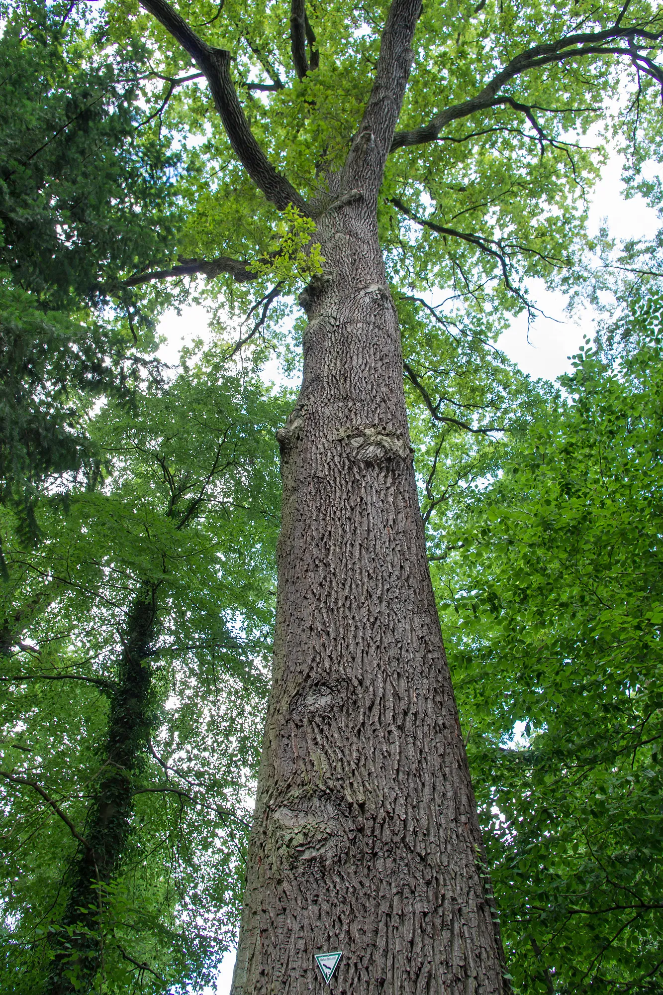 Photo showing: Natural monument "Large Oak" in Bergen an der Dumme (district Lüchow-Dannenberg, north-eastern Lower Saxony, Germany).