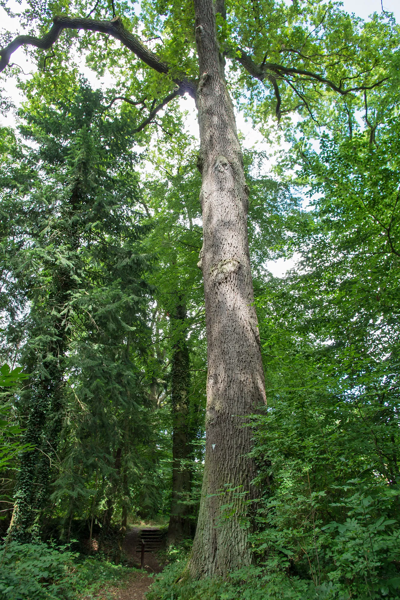 Photo showing: Natural monument "Large Oak" in Bergen an der Dumme (district Lüchow-Dannenberg, north-eastern Lower Saxony, Germany).