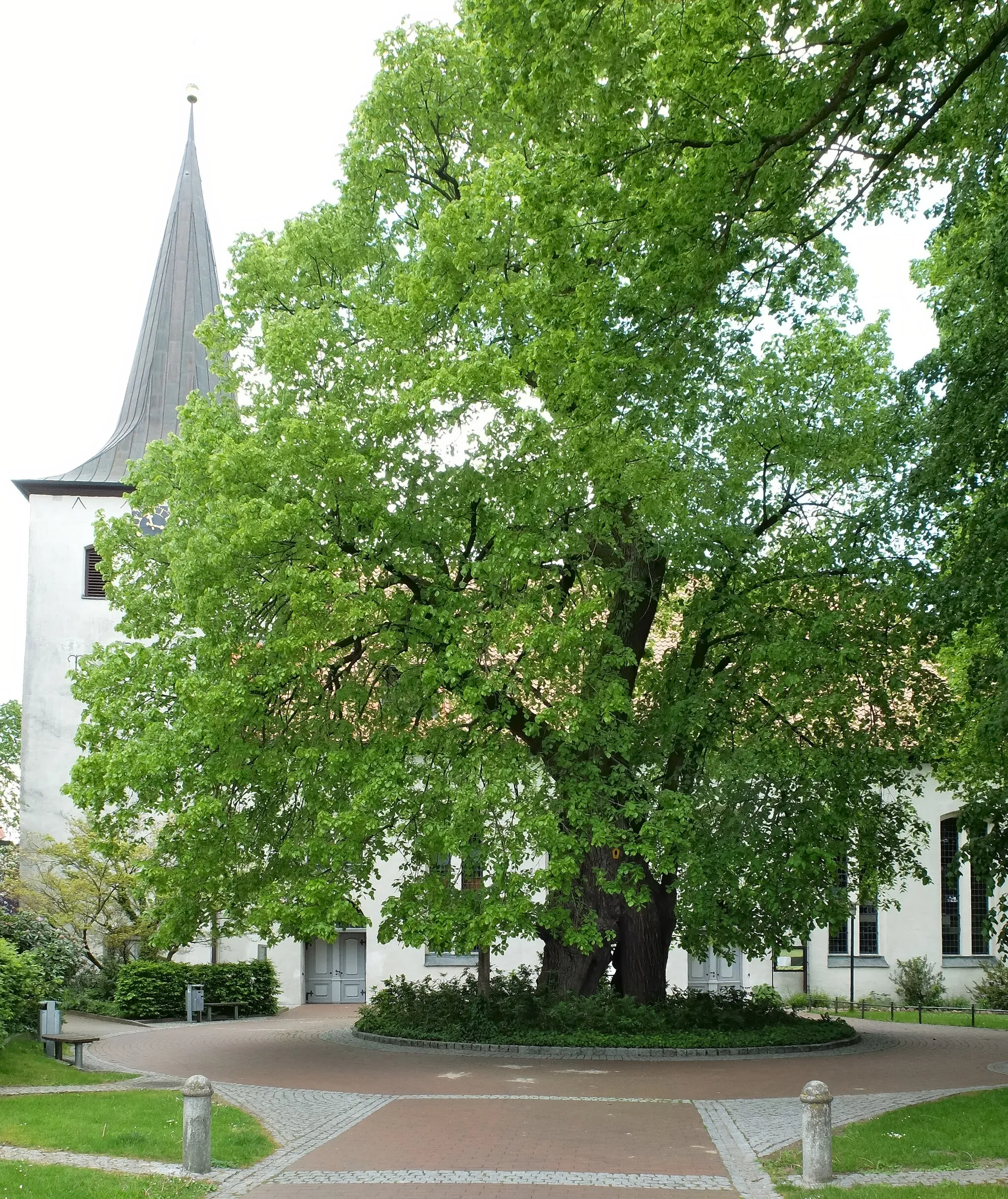 Photo showing: ND ROW 009 - Gerichtslinde in Scheeßel
Landkreis Rotenburg (Wümme), Niedersachsen