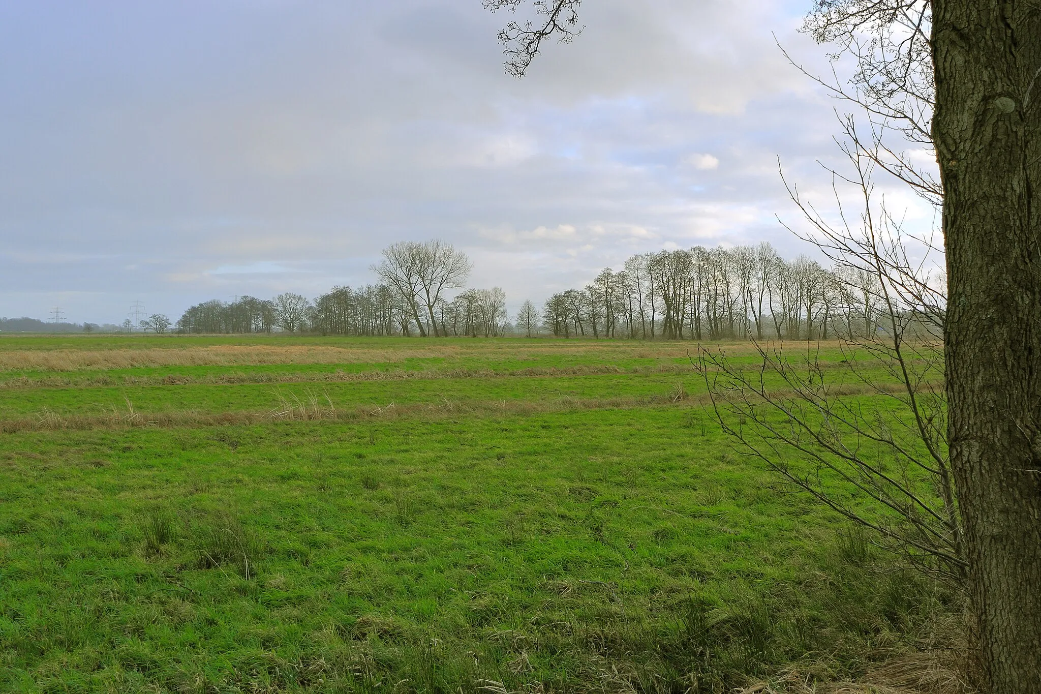 Photo showing: Landscape protection area Neuland, WDPA 323201 (Hamburg) at photo location, Bullenhausen (Lower Saxony) behind and after the trees nature preservation area Neulaender Moorwiesen, WDPA 555638575 (Hamburg again)