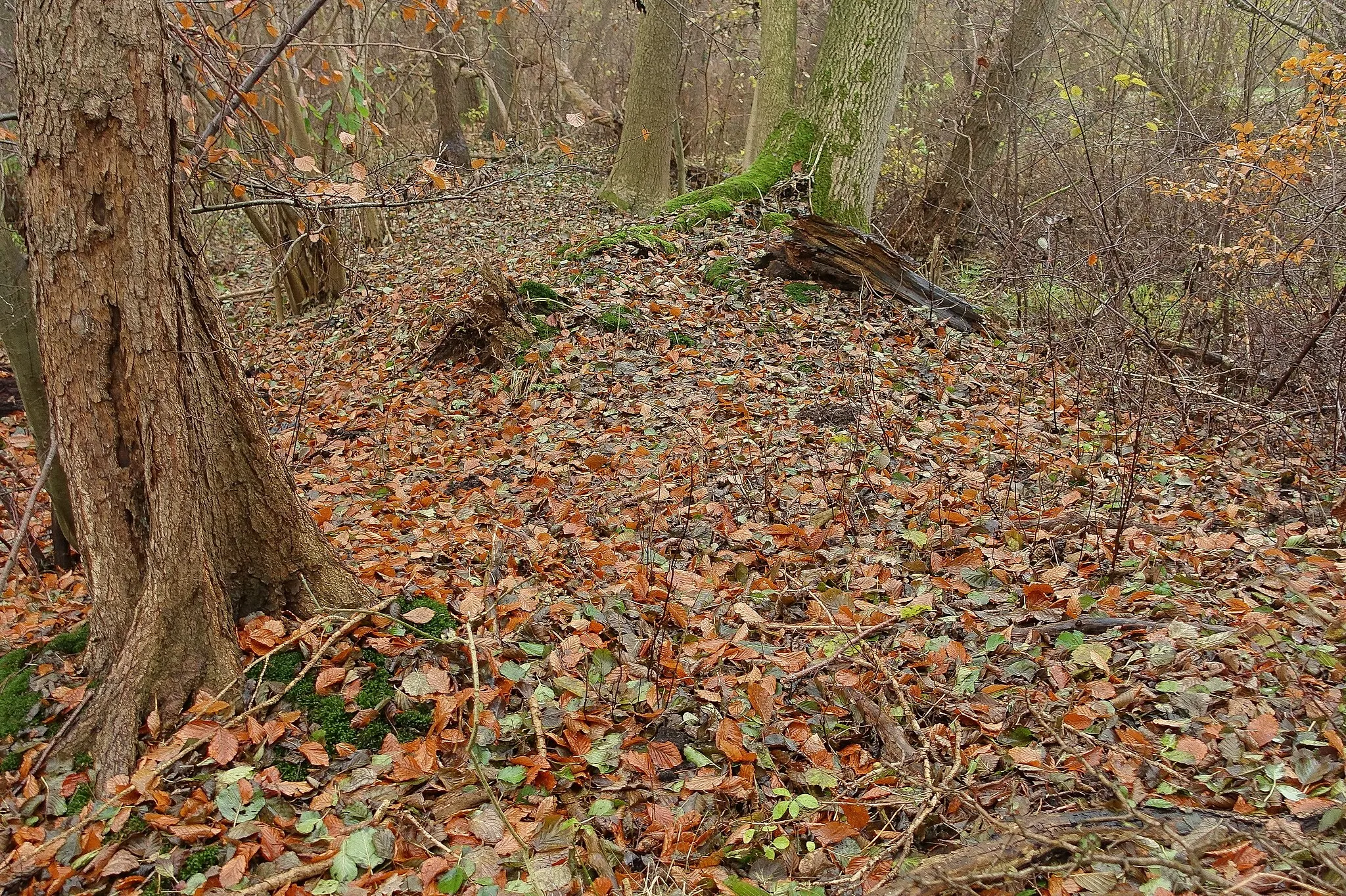 Photo showing: Der Wall im Süden der Hauptburg Clüversborstel