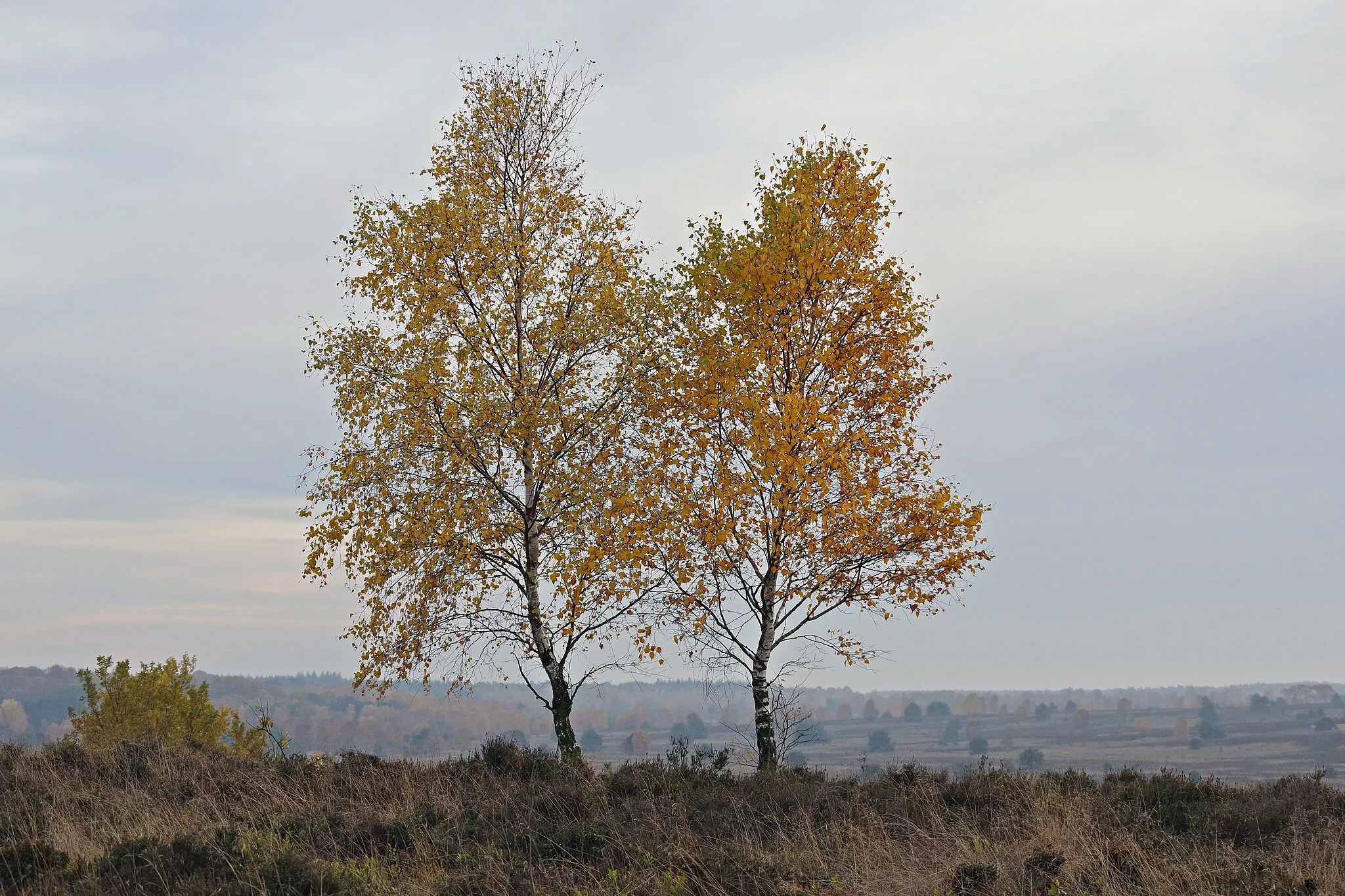 Photo showing: Das Foto zeigt 2 herbstliche Birken im NSG Lüneburger Heide (LÜ 002) am Suhorn, westlich von Oberhaverbeck (Landkreis Heidekreis)