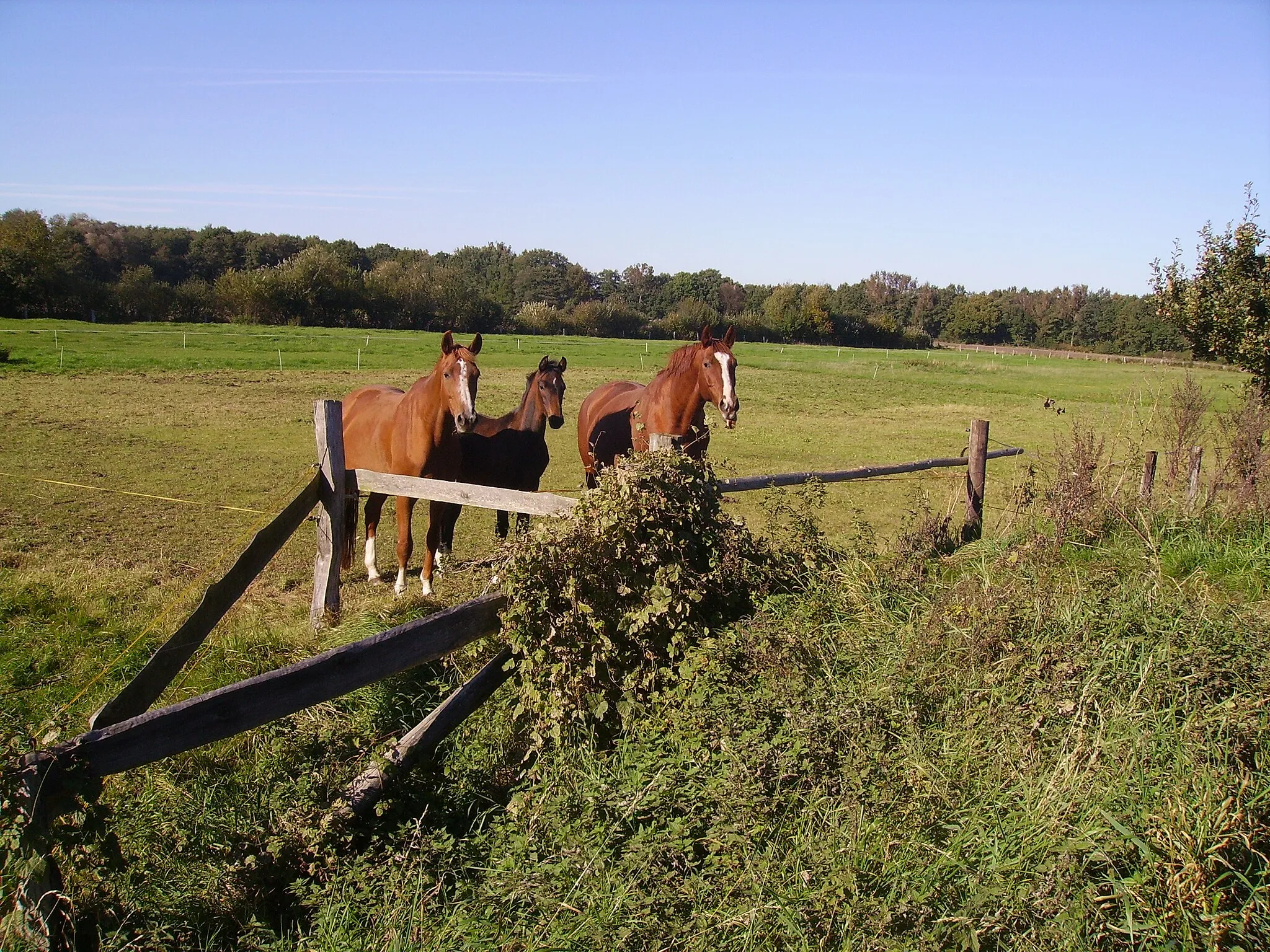 Photo showing: Pferdeweide in Lüdershausen