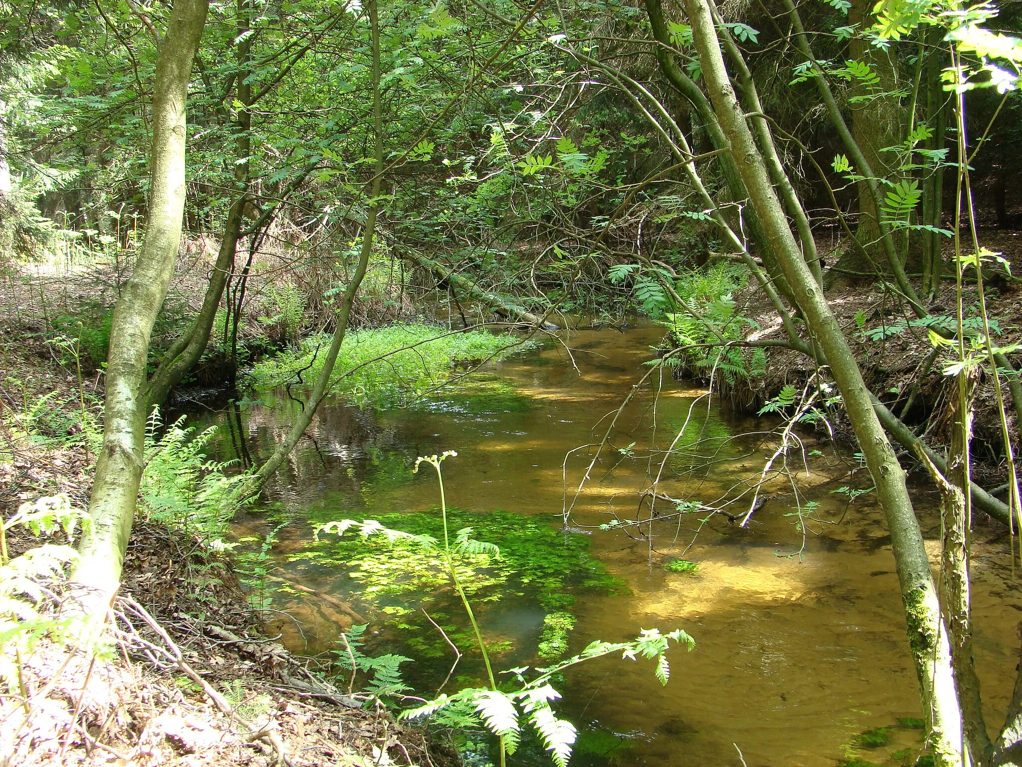 Photo showing: The Weesener Bach (stream) near Lutterloh, Lower Saxony, Germany