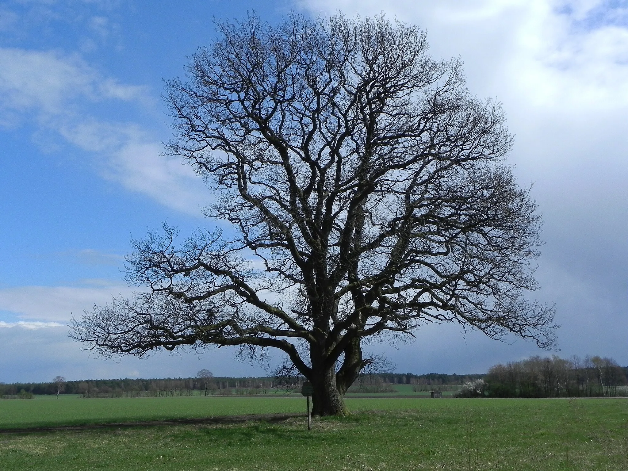 Photo showing: Vermutlich 350 Jahre alte, landschaftsprägende Eiche nahe Schmarbeck, Niedersachsen, Germany