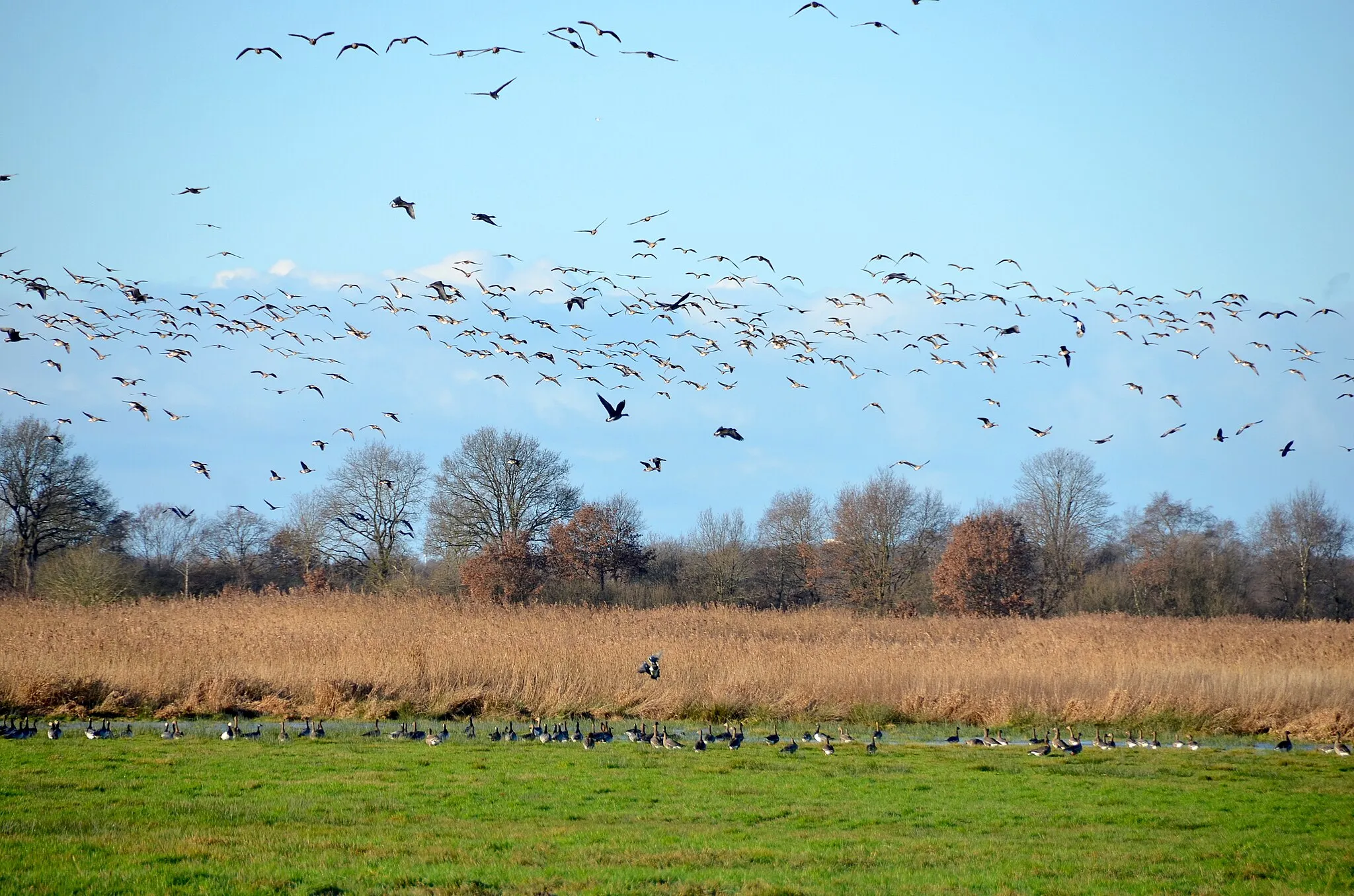 Photo showing: Wiesenvogelschutz und Brutvogelwelt Polder Bramel, Schiffdorf (Cuxhaven), Großvogellebensraum Brutvoegel wertvolle Bereiche 2010 Objekt Id. 6730, Kenn Nr. Teilgebiet 2418.1/9 laut NUMIS