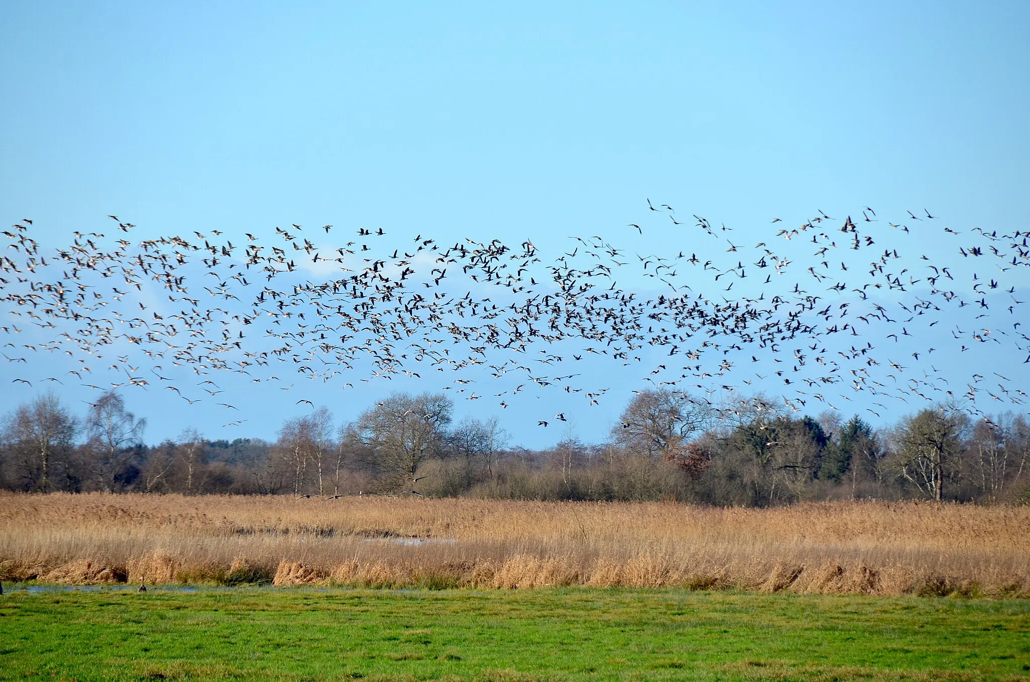 Photo showing: Wiesenvogelschutz und Brutvogelwelt Polder Bramel, Schiffdorf (Cuxhaven), Großvogellebensraum Brutvoegel wertvolle Bereiche 2010 Objekt Id. 6730, Kenn Nr. Teilgebiet 2418.1/9 laut NUMIS