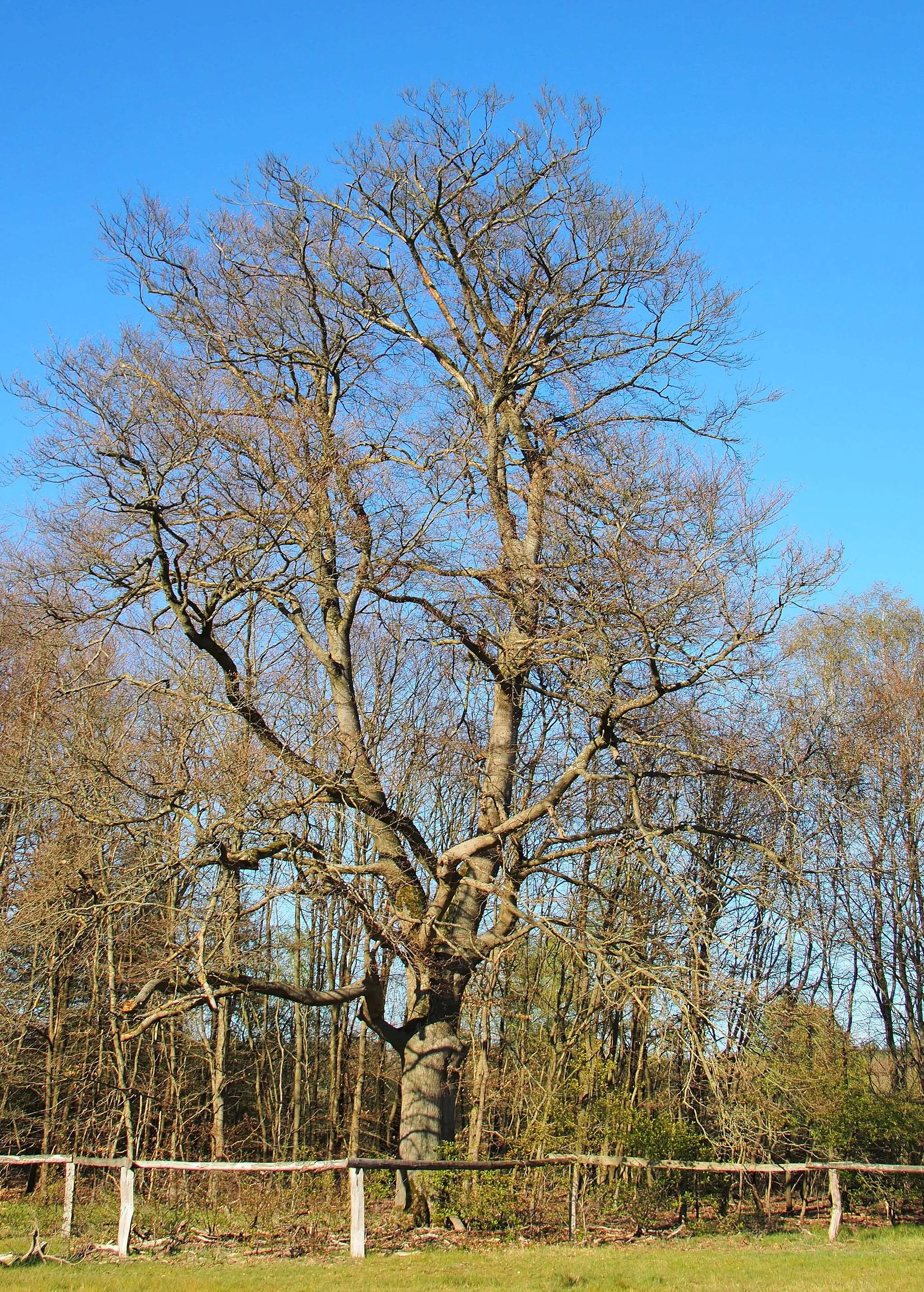 Photo showing: 1 Buche, (Teil des Naturdenkmals ND CE 33 ) Nahe Hof Hiester, Gemeinde Südheide, Niedersachsen