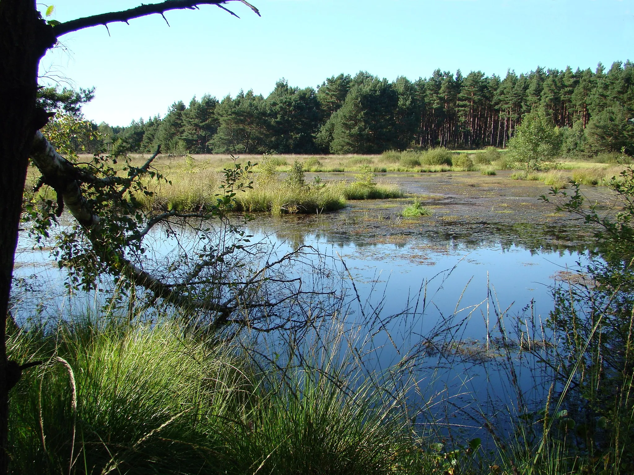 Photo showing: Naturschutzgebiet Brambosteler Moor (Quellgebiet der Gerdau), Lüneburger Heide