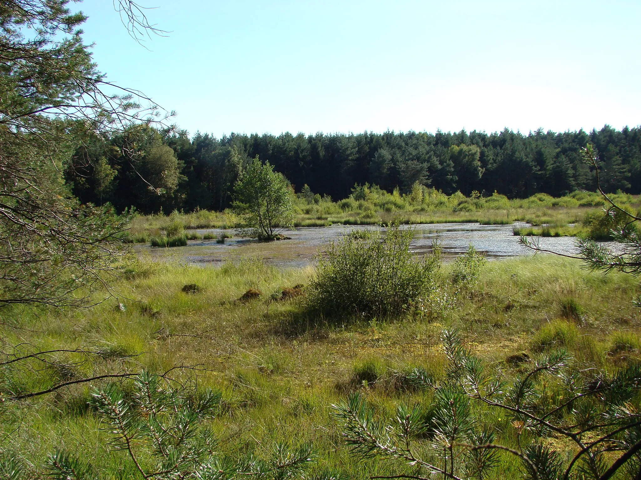 Photo showing: Das Brambosteler Moor, das Quellgebiet der Gerdau