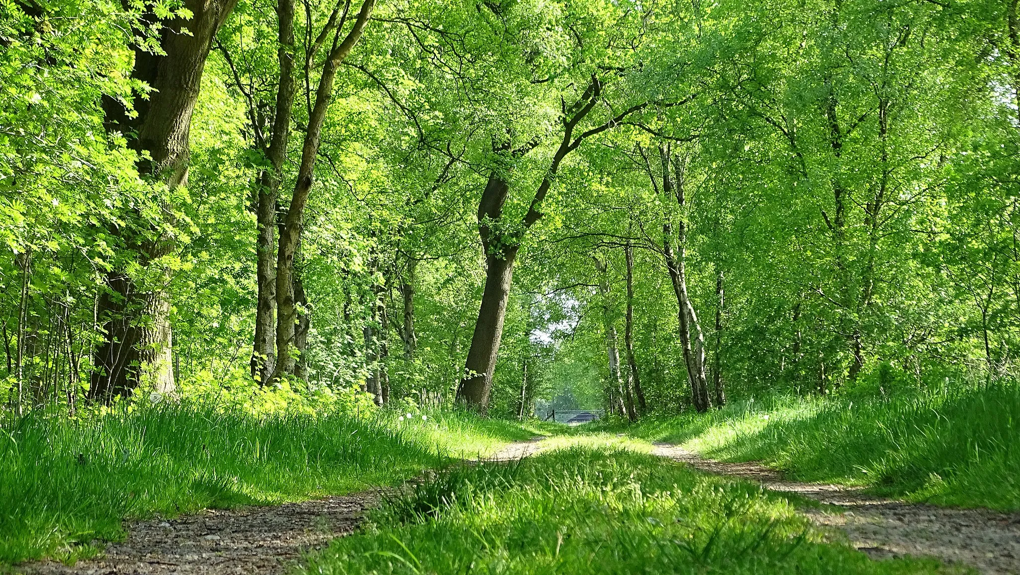 Photo showing: Eine güner, naturbelassener Forstweg im Landschaftsschutzgebiet Oyten / Niedersachsen! Dieses Gebiet liegt zwischen einer Autobahn und einer Landstrasse (Oyterdamm). Gelegentlich sieht man hier auch Rotwild, sowie Bussarde und andere Vögel!