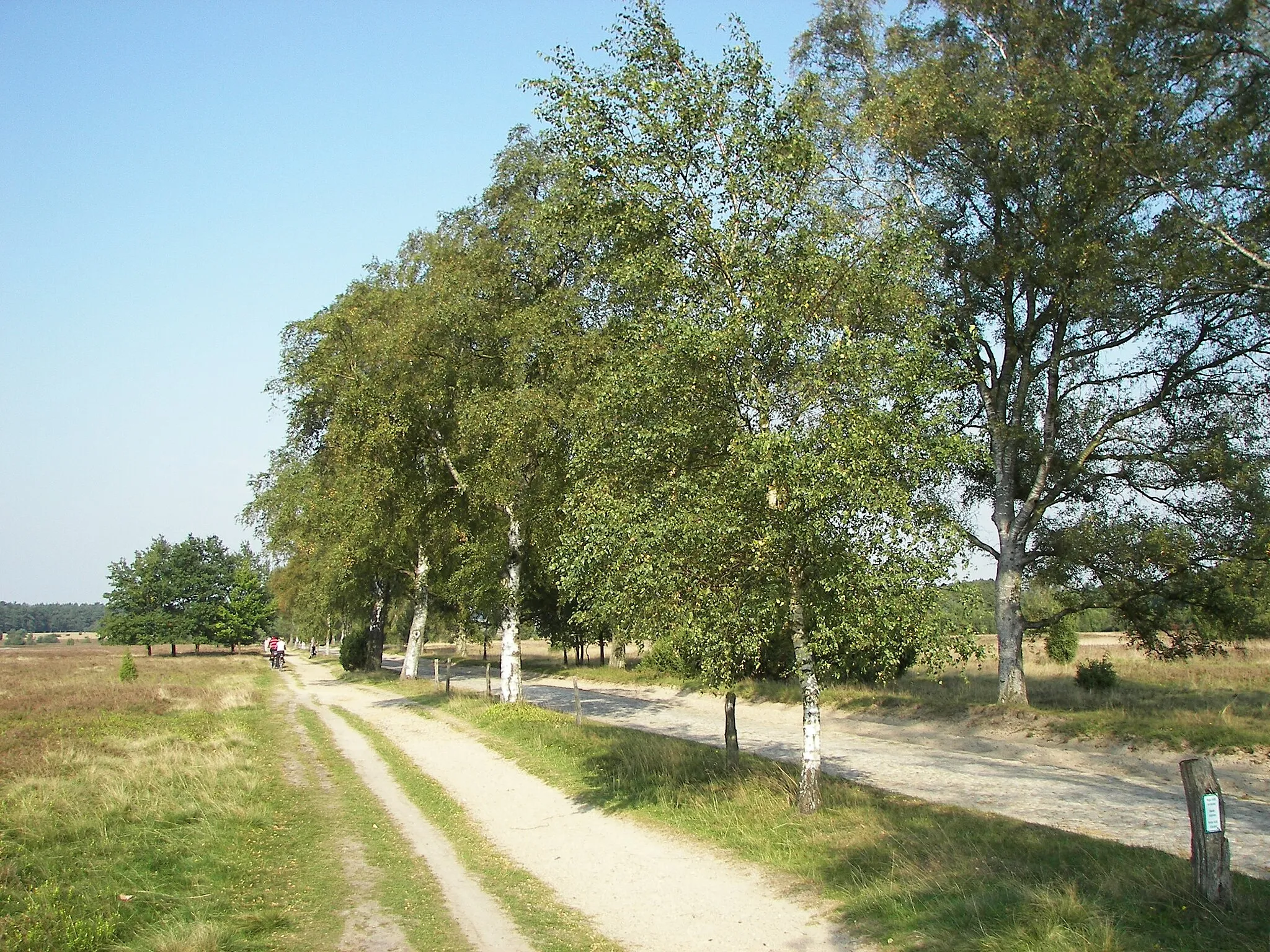Photo showing: typischer Heideweg zwischen Wilsede und Undeloh