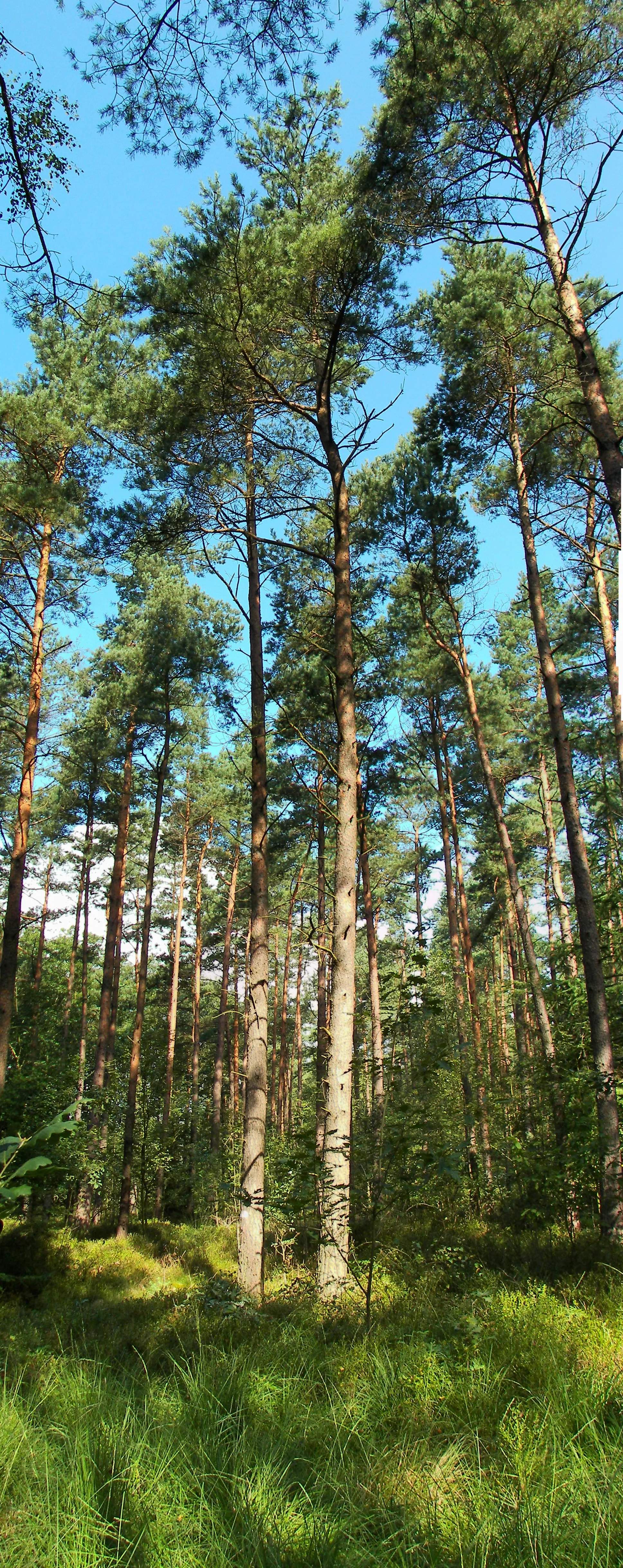 Photo showing: Fichtenforst in der Lüneburger Heide bei Schneverdingen ("Spitzbubenweg")