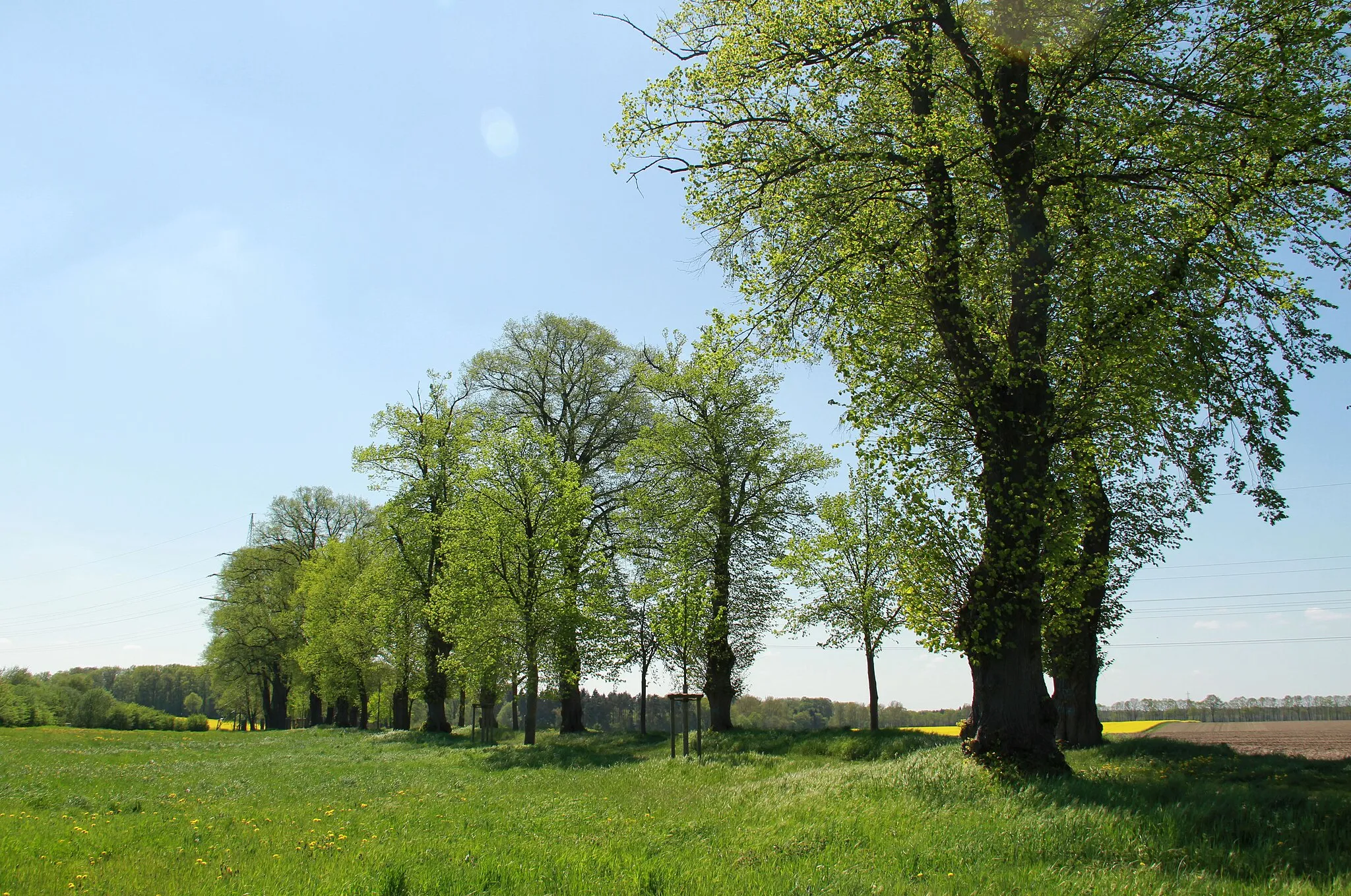 Photo showing: Der Baumbestand umfasst etwa 130 Linden, welche sich in der Gemarkung Oedeme befinden.