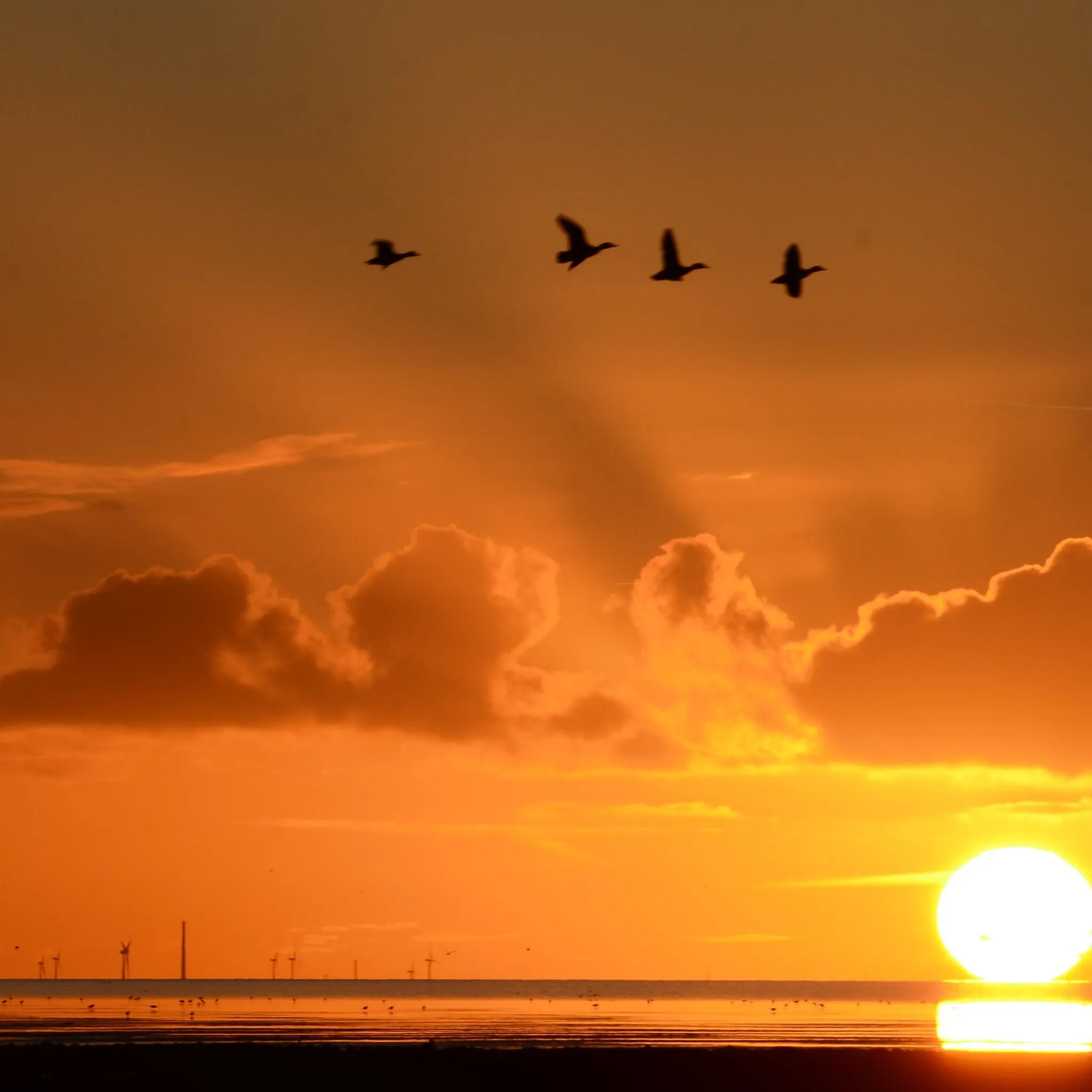 Photo showing: Natiomalpark Niedersächsisches Wattenmeer. Wurster Nordseeküste. Spieka-Neufeld