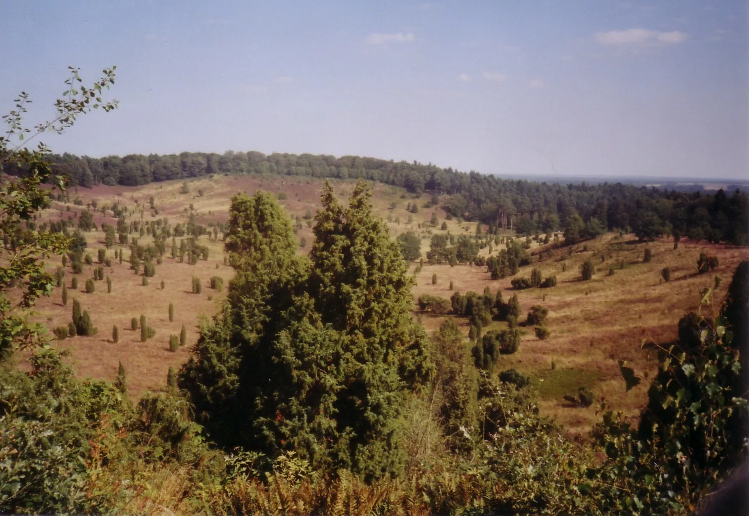 Photo showing: Flowering heath at „Totengrund“ (nearby Wilsede, Germany)