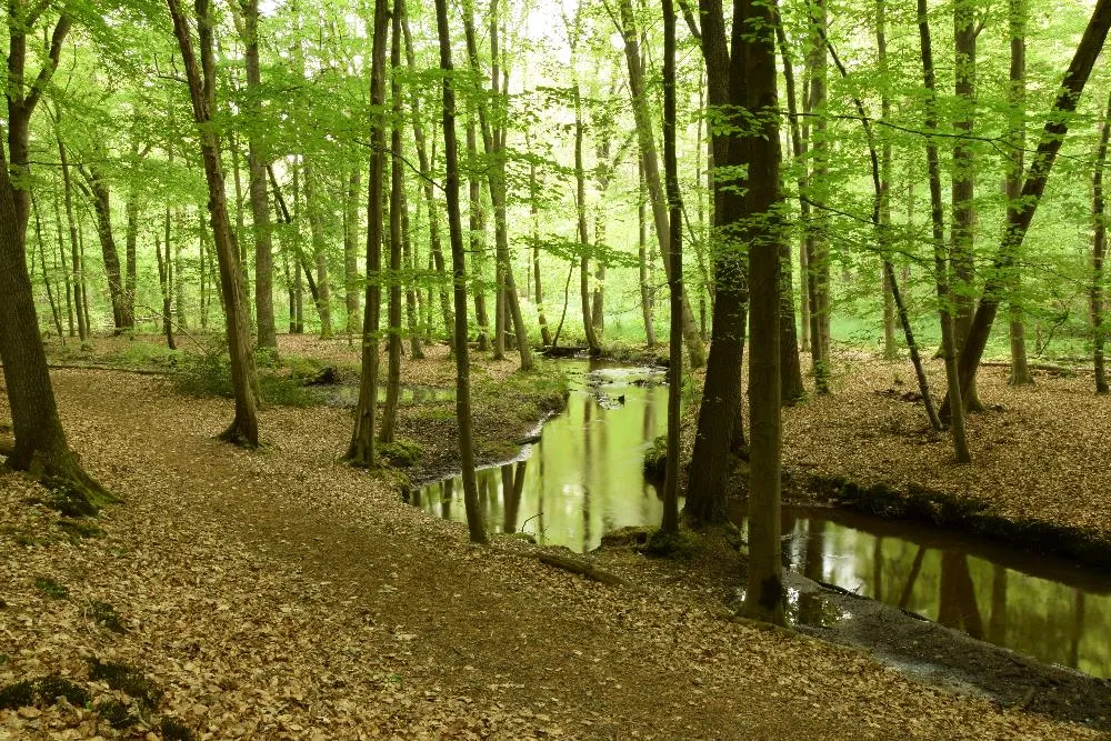 Photo showing: Forellenbach im Naturschutzgebiet Schierbruch und Forellenbachtal bei Grünhagen, Gemeinde Bienenbüttel, Landkreis Uelzen