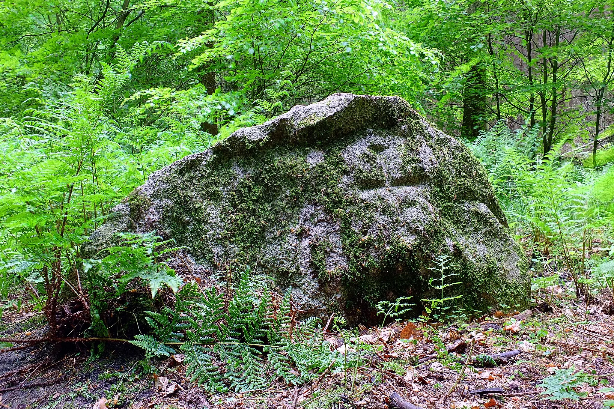 Photo showing: Das Foto zeigt das Naturdenkmal ND WL 00012: "Teilstück des Wanderblocks nordischer Herkunft mit eingehauenem Kreuz". Der Stein steht im Wald nordwestlich von Sieversen am östlichen Wegesrand auf dem Gebiet der Gemeinde Rosengarten, Landkreis Harburg, Niedersachsen. Bei dem eingehauenen Kreuz handelt es sich um ein "lateinisches Kreuz", dessen Balkenenden sich allerdings wie beim "Tatzenkreuz" verbreitern. Der Stein ist Teil einer Grenzsteinreihe aus dem 15. Jahrundert, die von Sieversen westwärts in den Rosengarten verläuft und seit dem 10. Juni 1955 Naturdenkmal.