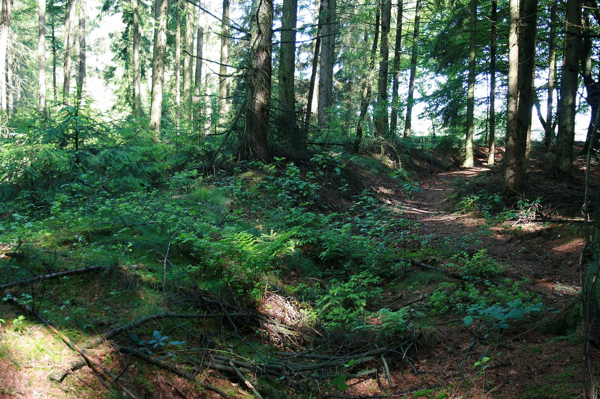 Photo showing: Wall to dem Wieholte, Landwehr in Soltau-Wiedingen