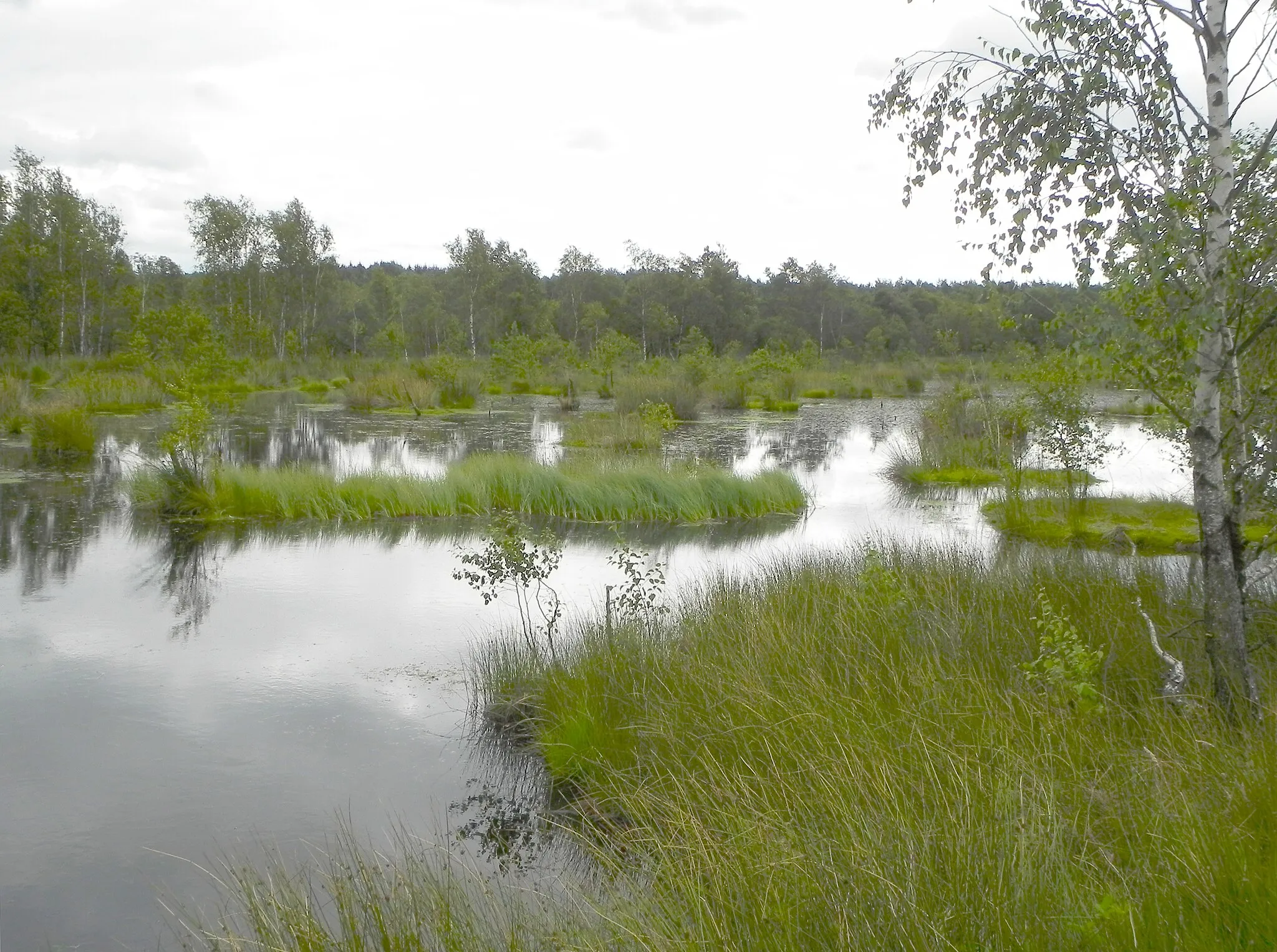 Photo showing: Quellgebiet der Böhme im Pietzmoor, Lüneburger Heide, Germany