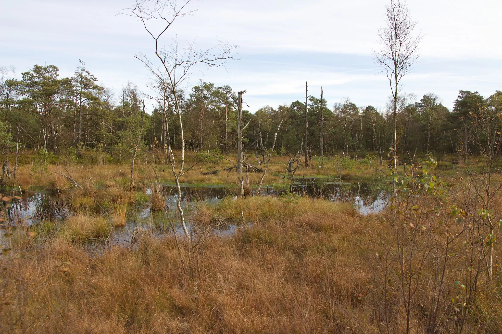 Photo showing: Pietzmoor in der Lüneburger Heide bei Schneverdingen, Niedersachsen, Deutschland