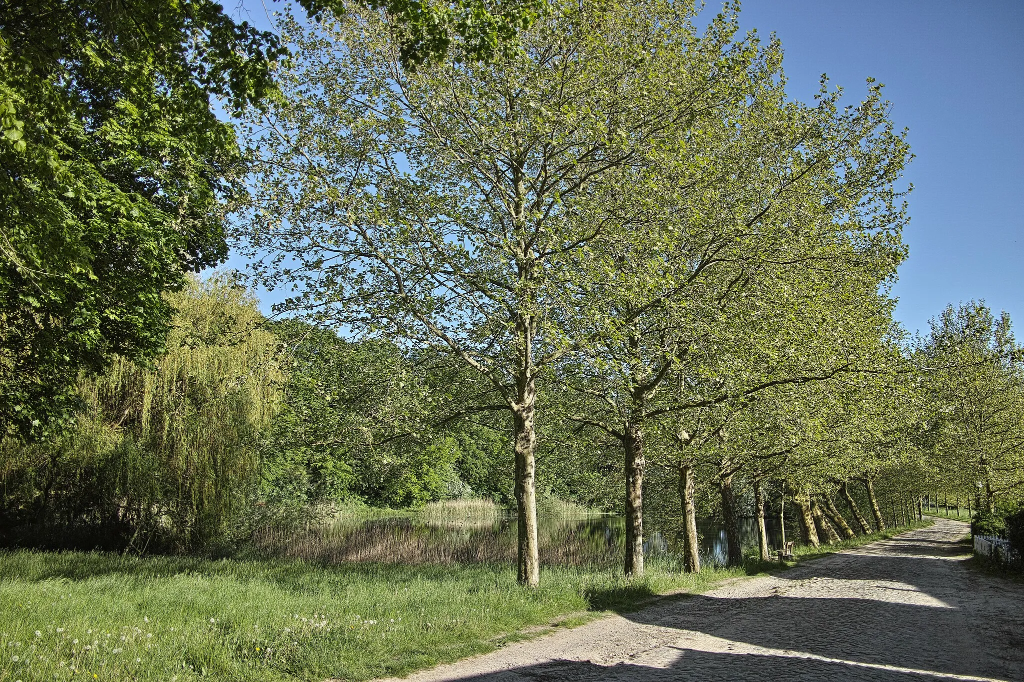 Photo showing: Naturdenkmal Platanen am Dorfteich Krenzow. Objektliste zur Verordnung des Landkreises Ostvorpommern über die Naturdenkmale in der Gemeinde Rubkow. Verzeichnisnummer 24/086/03 Kartennummer 0409-124