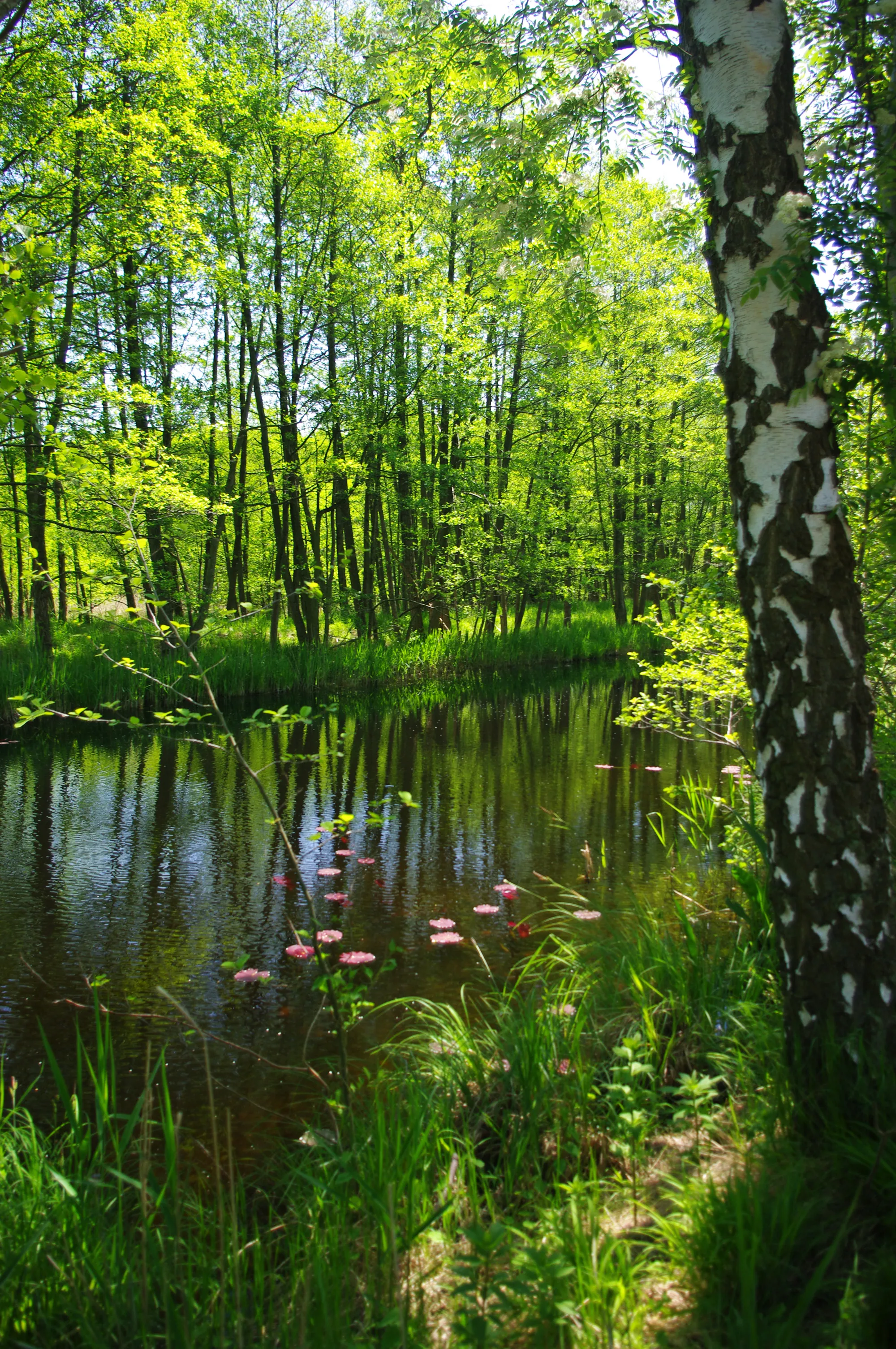 Photo showing: Flöter Graben im Müritz-Nationalpark