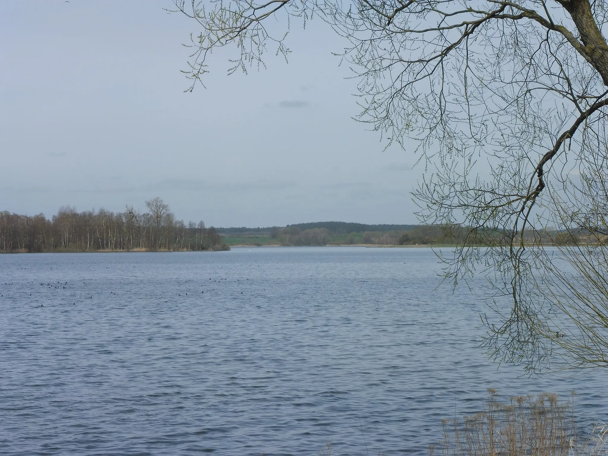 Photo showing: Ostseite vom südlichen Teil des Krakower Obersees bei Glave