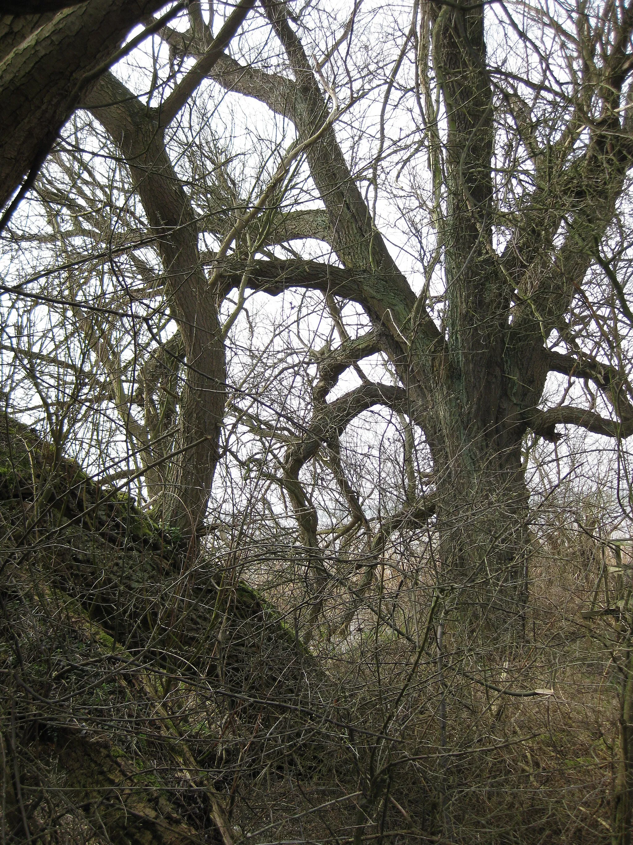 Photo showing: Uferzone des Röggeliner Sees beim Aussichtsturm Klocksdorf