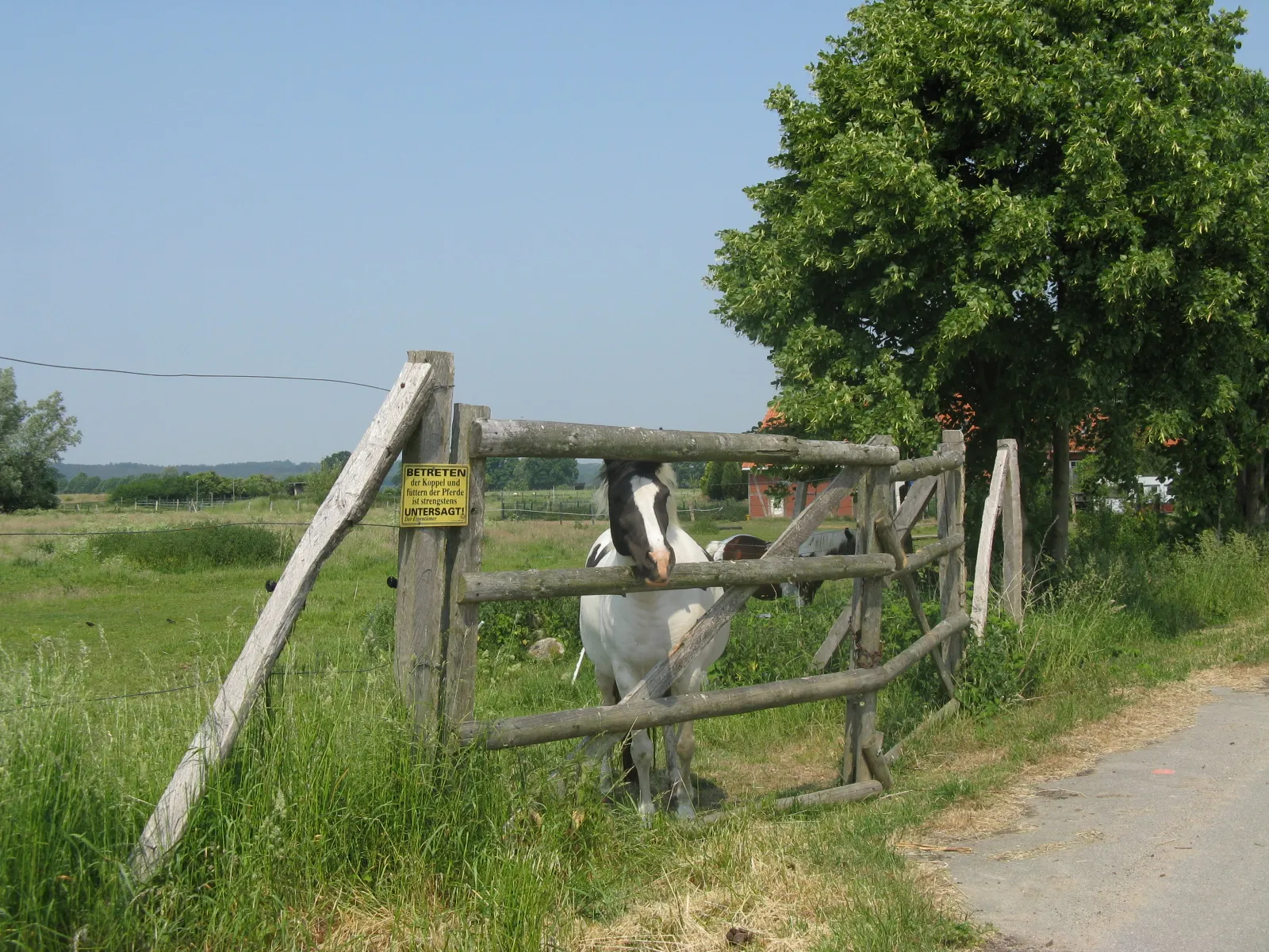 Photo showing: Horse pasture in Valluhn, Mecklenburg-Vorpommern, Germany
