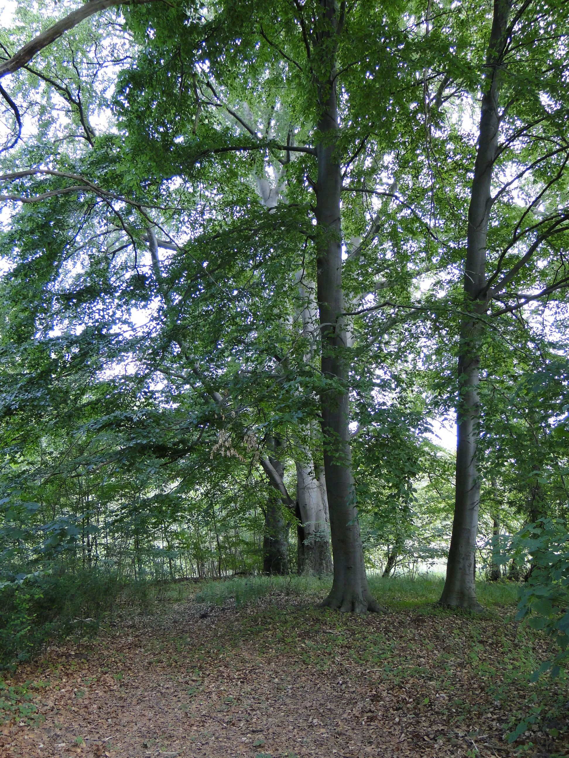 Photo showing: Place of former manor house in Mustin, district Parchim, Mecklenburg-Vorpommern, Germany