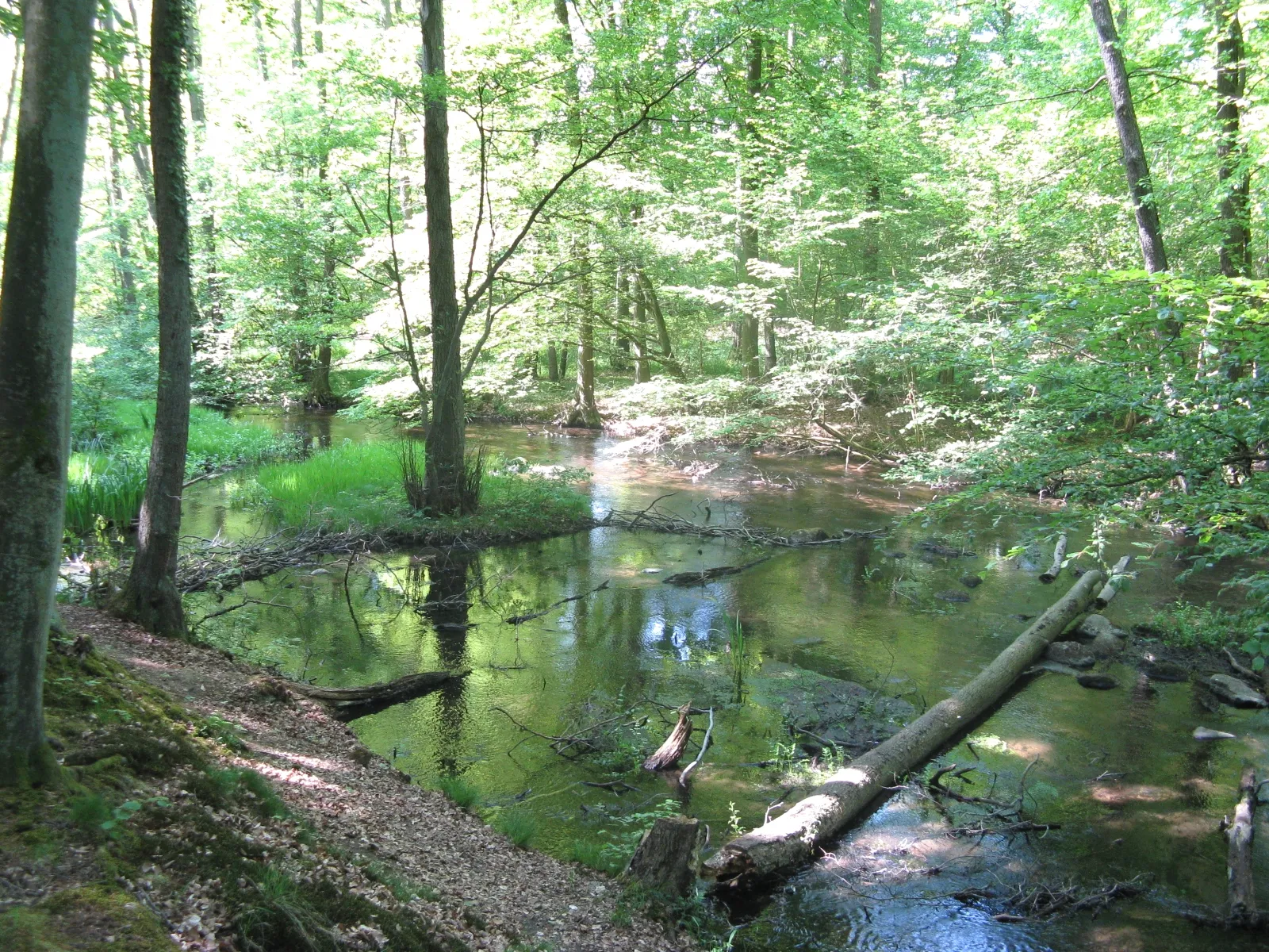 Photo showing: Schaale river in a forest near Kogel, Mecklenburg-Vorpommern, Germany