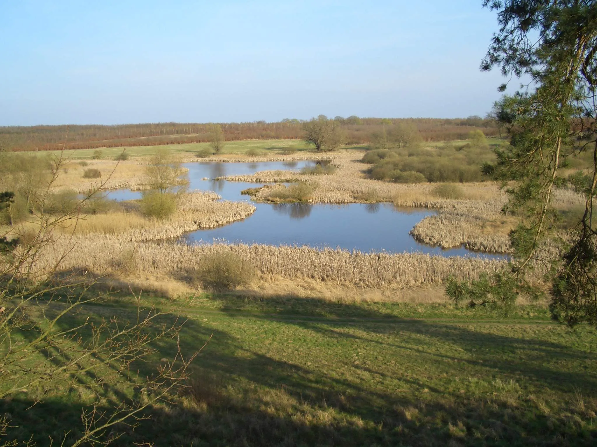 Photo showing: Blick auf das Naturschutzgebiet „Rothenmoorsche Sumpfwiese“, Mecklenburg-Vorpommern.