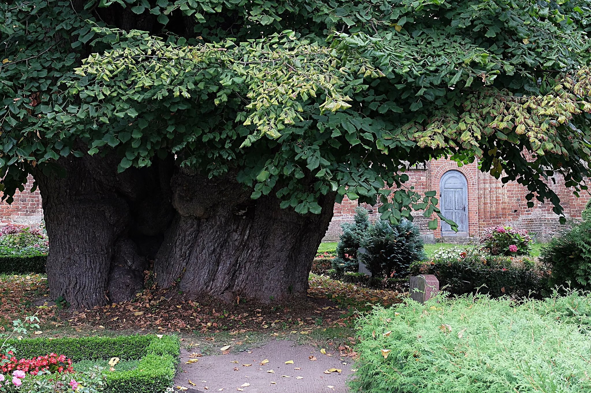 Photo showing: > Kirchlinde in Zurow, ca. 650-900 Jahre alte Sommerlinde
> steht auf dem Friedhof vor der Kirche