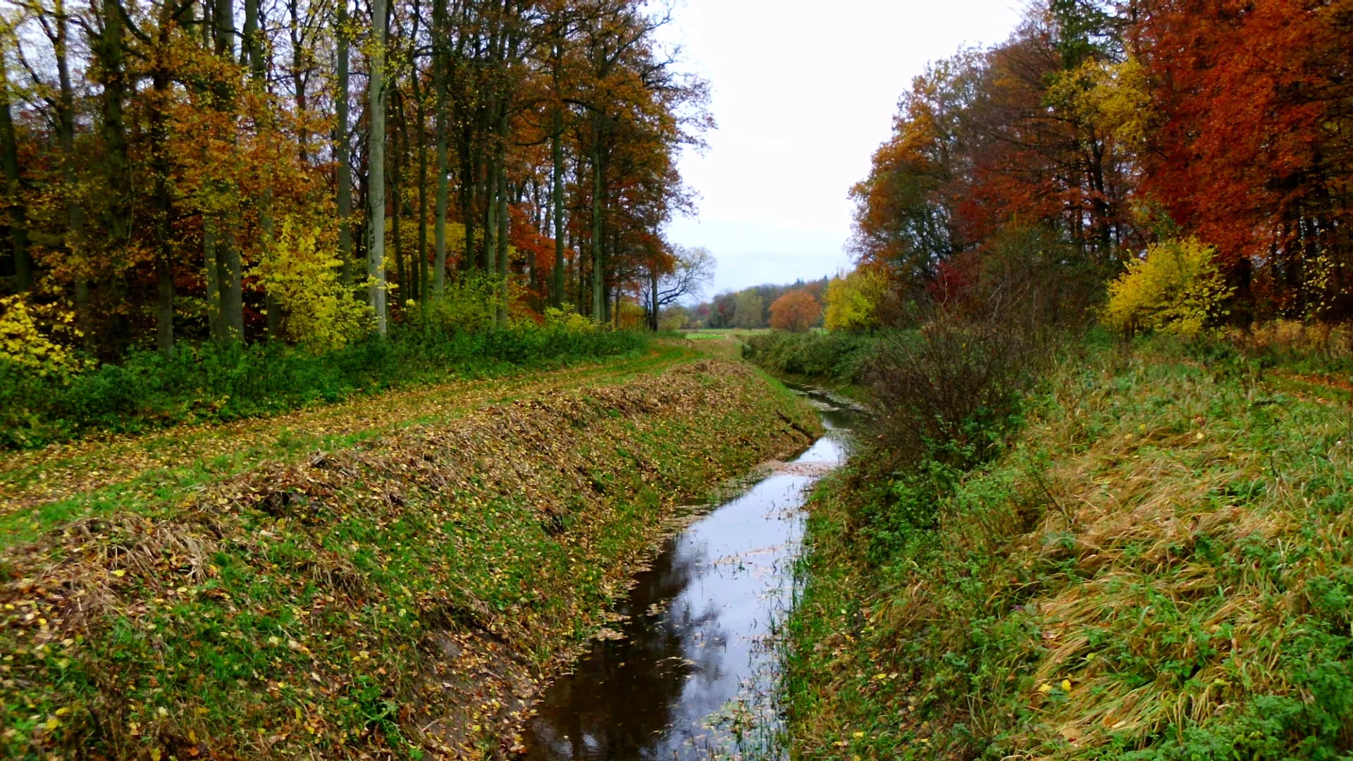 Photo showing: Der Wolfshäger Bach im Wald bei Wolfshagen in Vorpommern. Er mündet in die Barthe.